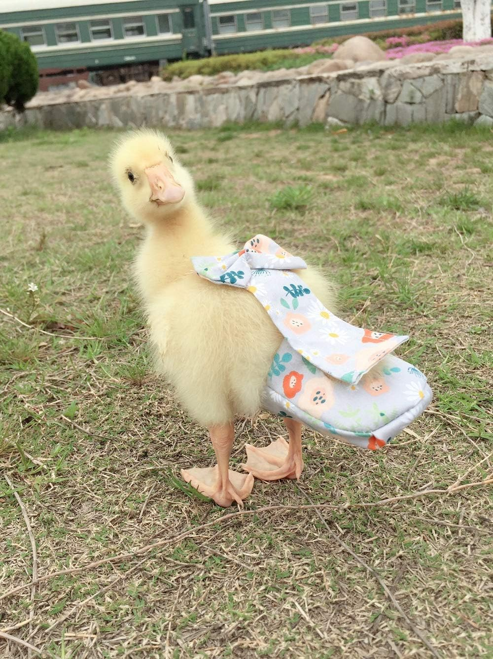 Poultry Diapers - Waterproof, Adjustable, Washable and Reusable for Chicken, Duck and Goose - Poultry Supplies (9Xl:4000G-5000G) image number 6