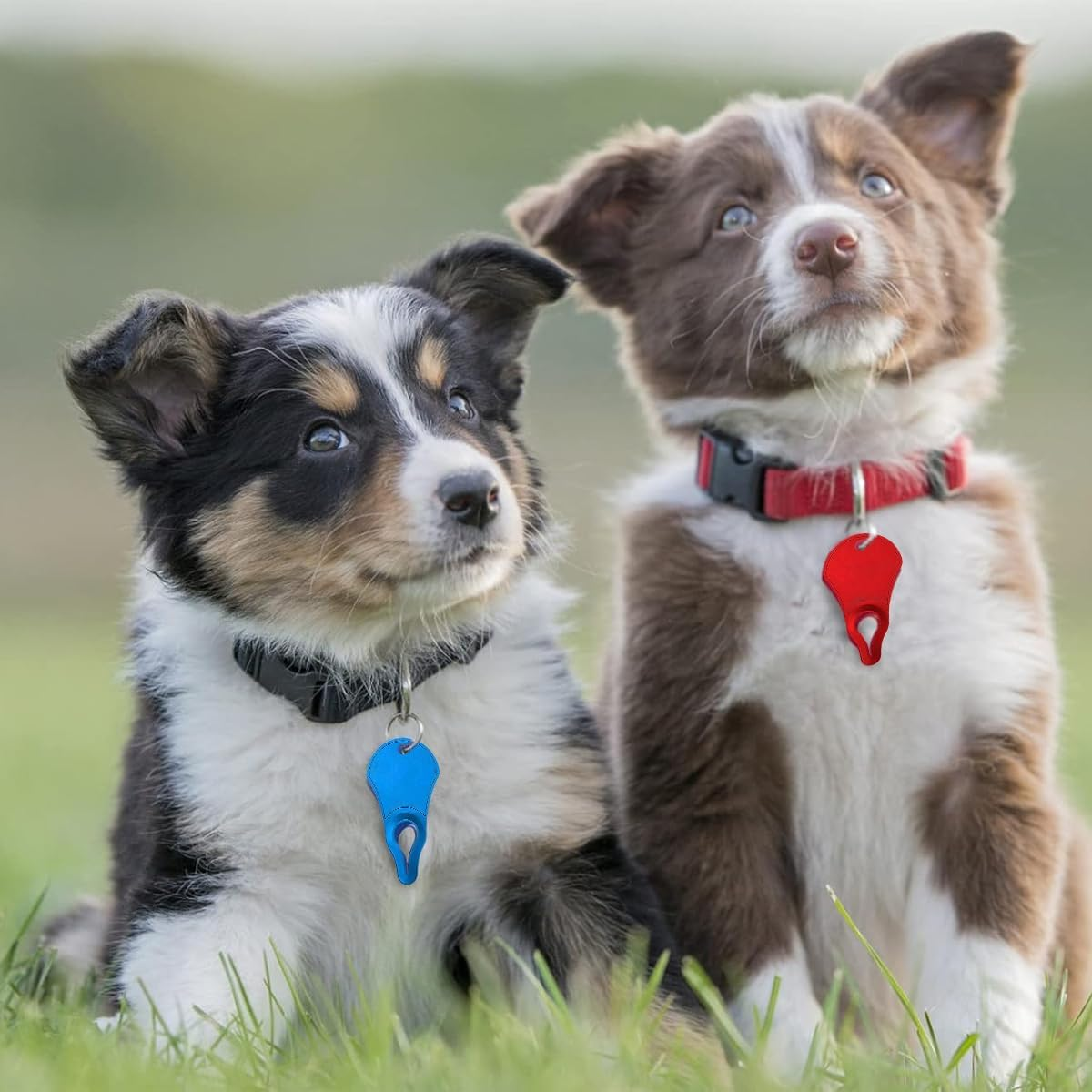 AIMALL Tick Removal Tool for Pets, High Strength Aluminium Lice Clip for Dogs & Cats, Easy Carry Keychain Design, Tick Removers, Flea & Tick Extractor image number 6