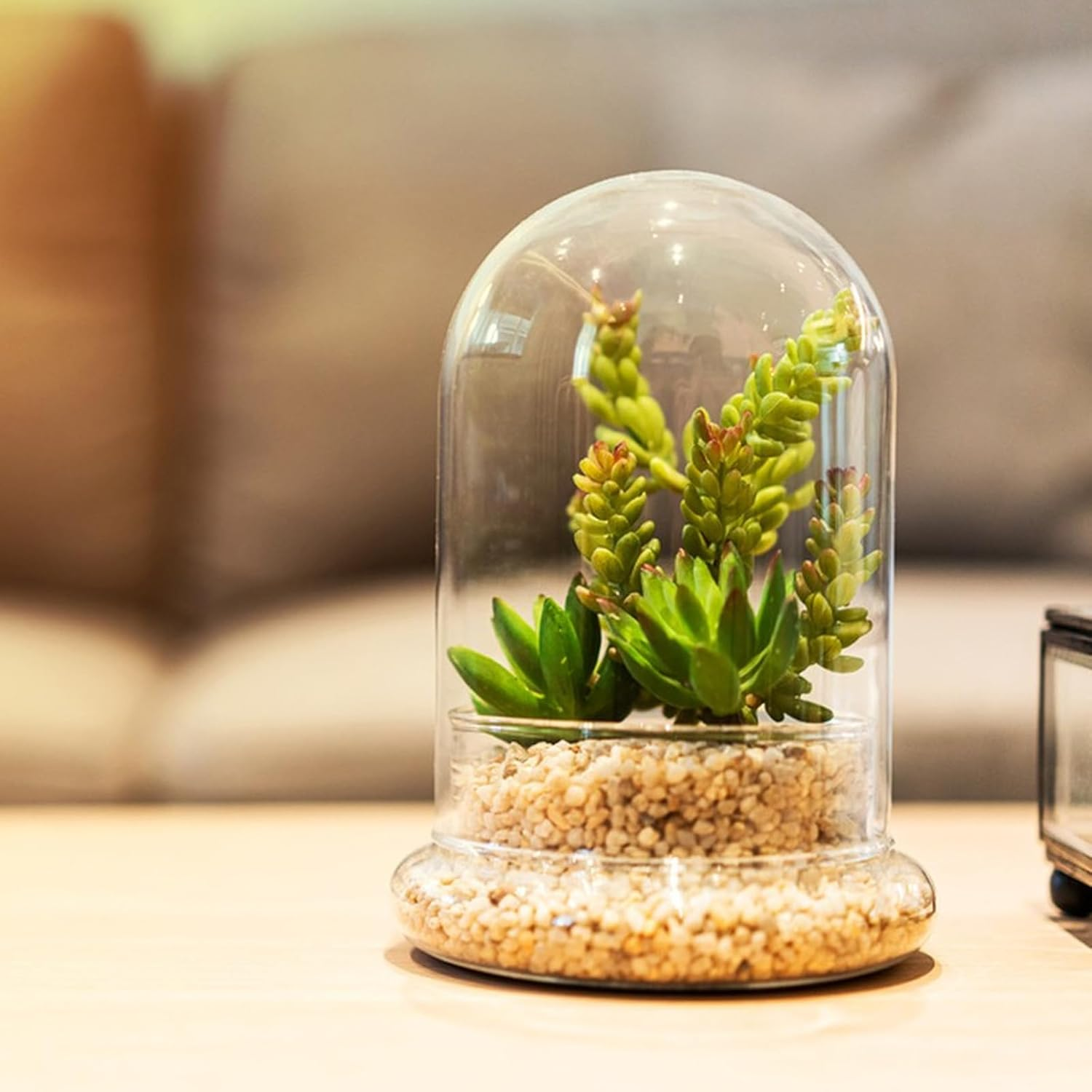 Cabilock 2Pcs Glass Cloche Bell Jar with round Base Glass Cloche Dome Jar Terrarium Glass Dome Bottle Miniature Floral Decoration image number 5