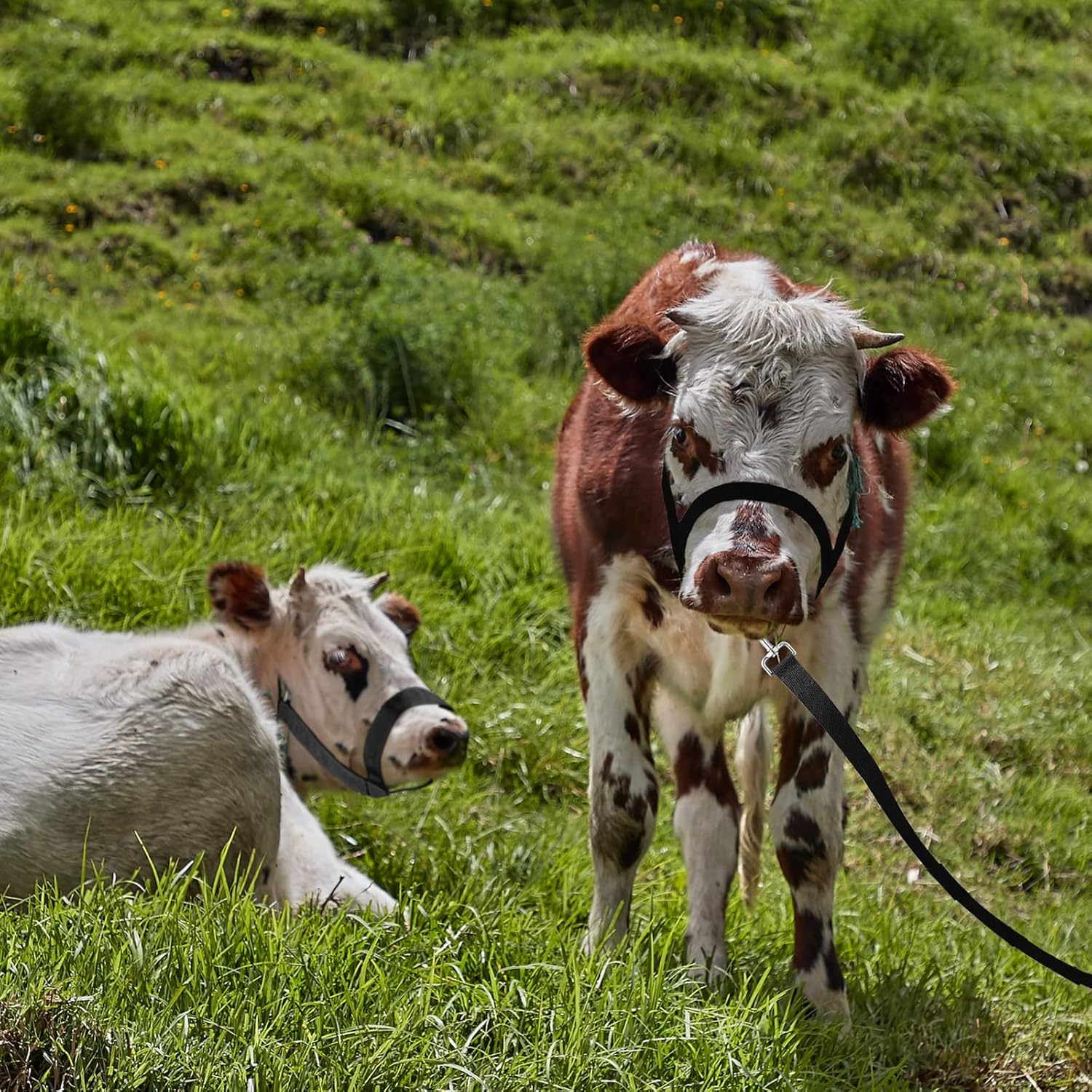 Hillban Cow Halter Cattle Halters Adjustable Calf Halter with Leading Rope for Miniature Horse Donkey Goat Foal Nylon Cattle Halters Training Supplies