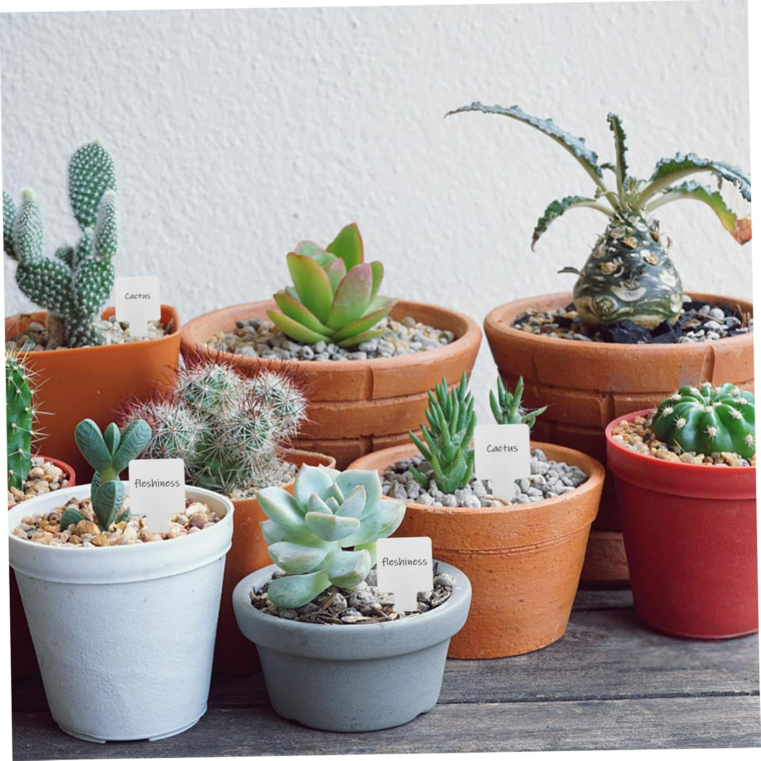 Sosoport 50Pcs Stainless Steel Succulent Labels for Plant Tags Outdoor Garden Markers Thickened Gardening Tags image number 5