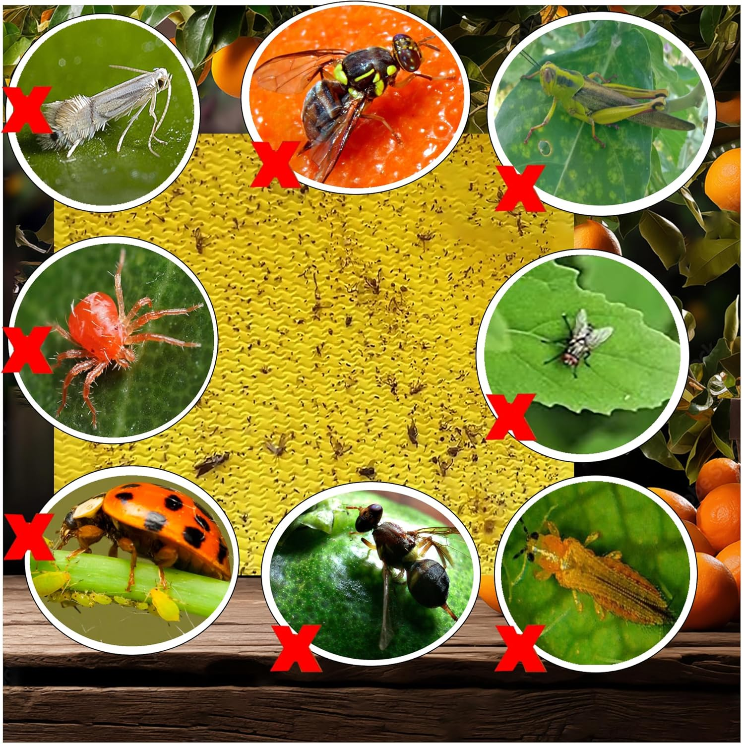 20-Pcs (25 * 20Cm) Fruit Insect Fly Traps, Increase Fertilizer, Insect Sticky Trap for In/Outdoor, Greenhouse Vegetables, Lawn, Garden, Farm, Home, Horticulture & Agriculture, Orchard Fields (Yellow) image number 4