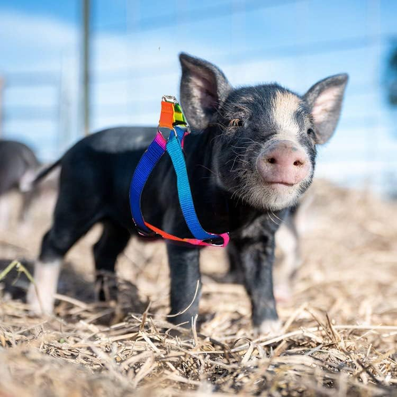 Woyous 2 Pieces Adjustable Pig Harness with Leash Set Pet Pig Supplies Harness with Leash Set for for Hog Piggy Rabbit Small Animals Walking Jogging (S, Multicolor) image number 2