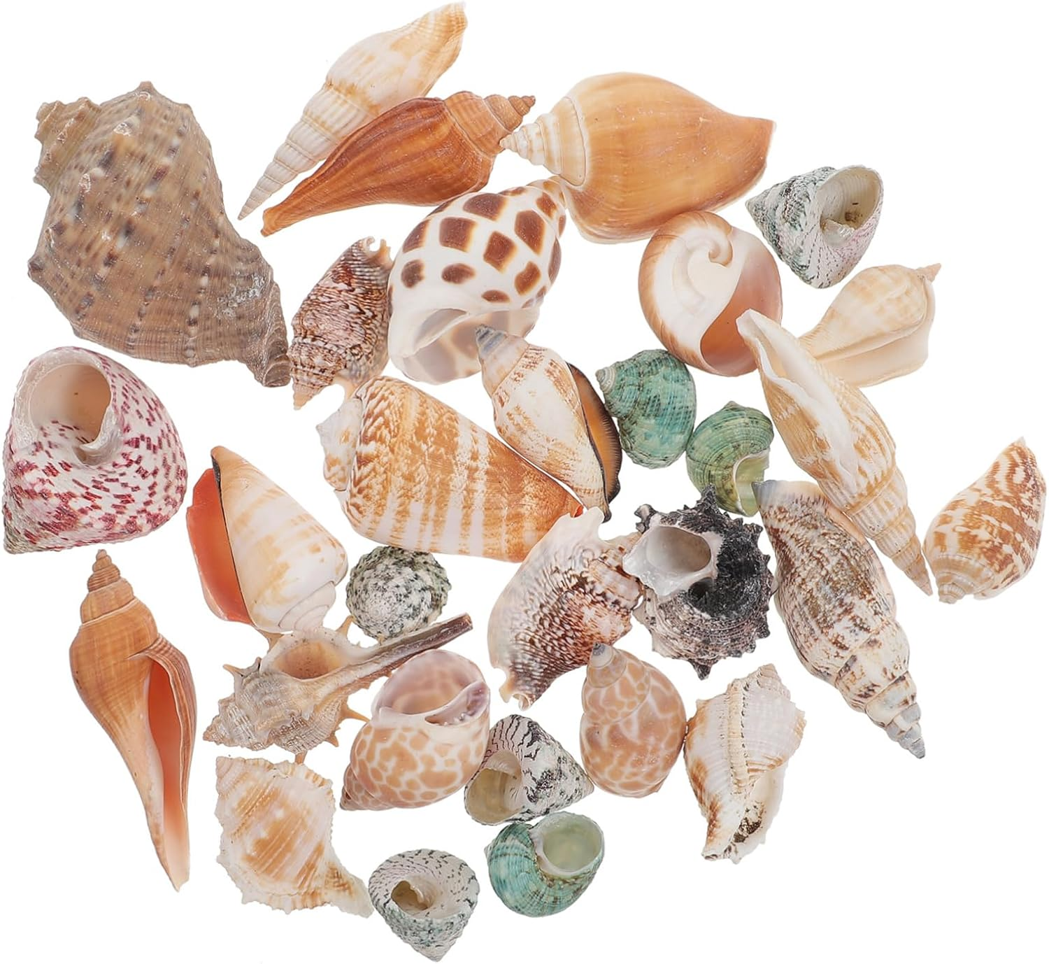 Angoily 1 Set Hermit Crab Conch Fish Tank Rocks Aquarium Conch Decor Beach Seashells Desk Top Decor Zen Garden Decor Ornament Pond Conch Decor Scallops Material Package Natural Conch image number 3