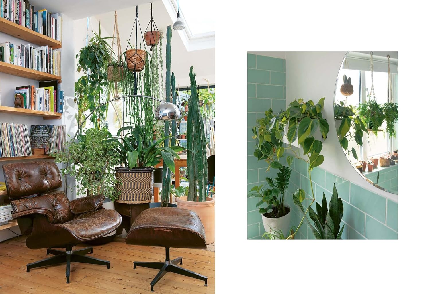 The Plant Rescuer: the Book Your Houseplants Want You to Read image number 6