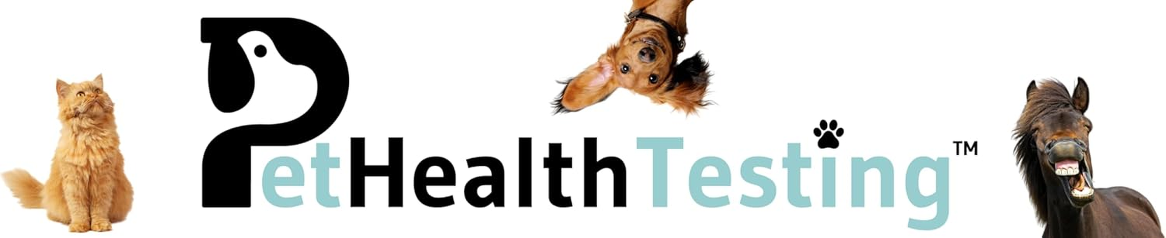 Pet Health Testing - Horse Sensitivity Test Kit | Easy to Use | Non-Invasive Fur Sample | 300 Item Test | Personalised Results Report in 3 Days | AUS Based Testing image number 2