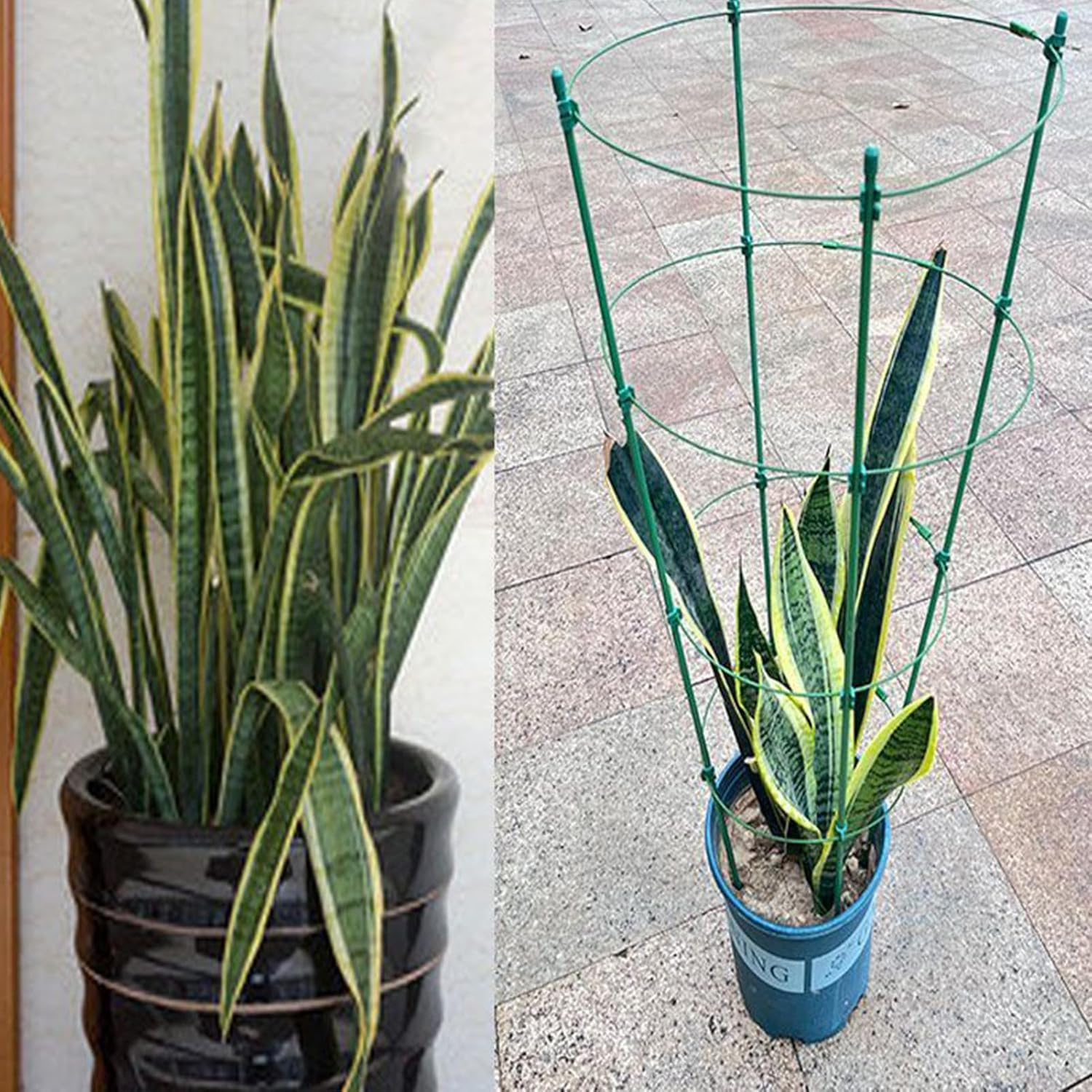 Tomato Cage - Heavy Duty Tomato Prop Vegetable Cages,3 Pieces Stakes Gardening Supplies, Plant Bracket Flower Stands for Vines, Fruits, Flowers, Climbing Plants image number 3