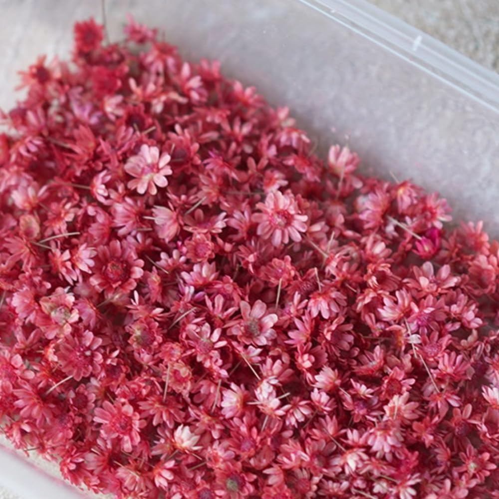 Poemtian Natural Dried Flowers Real Dried Flowers Little Star Flower Pressed Daisy Flowers for DIY Crafts Resin Candle Casting Jewelry Decorations Nail Art Decor (Color)