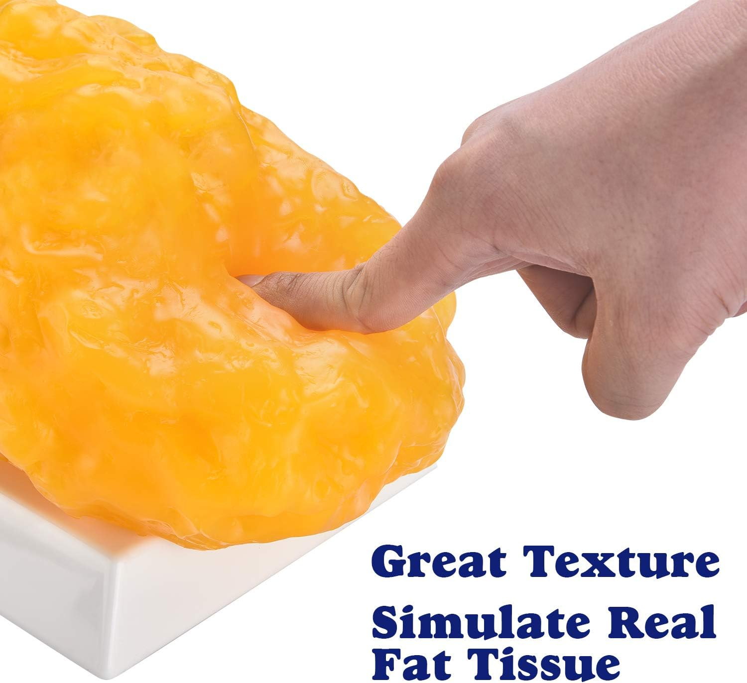 Authentic Human Body Fat Replica - 5 Lb, Keep Fit & Weight Loss Motivation & Reminder, Human Fatty Tissue Demonstration Model for Nutritionist, Anatomical Science Course for Medical Student image number 5