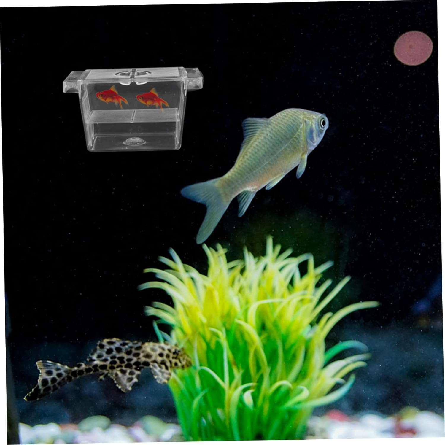 BESPORTBLE Fish Breeding Box with Suction Cups, Self-Floating Double-Layer Aquarium Divider for Betta Fish Incubation and Fry Isolation, Hatchery Tank for Aquatic Pets