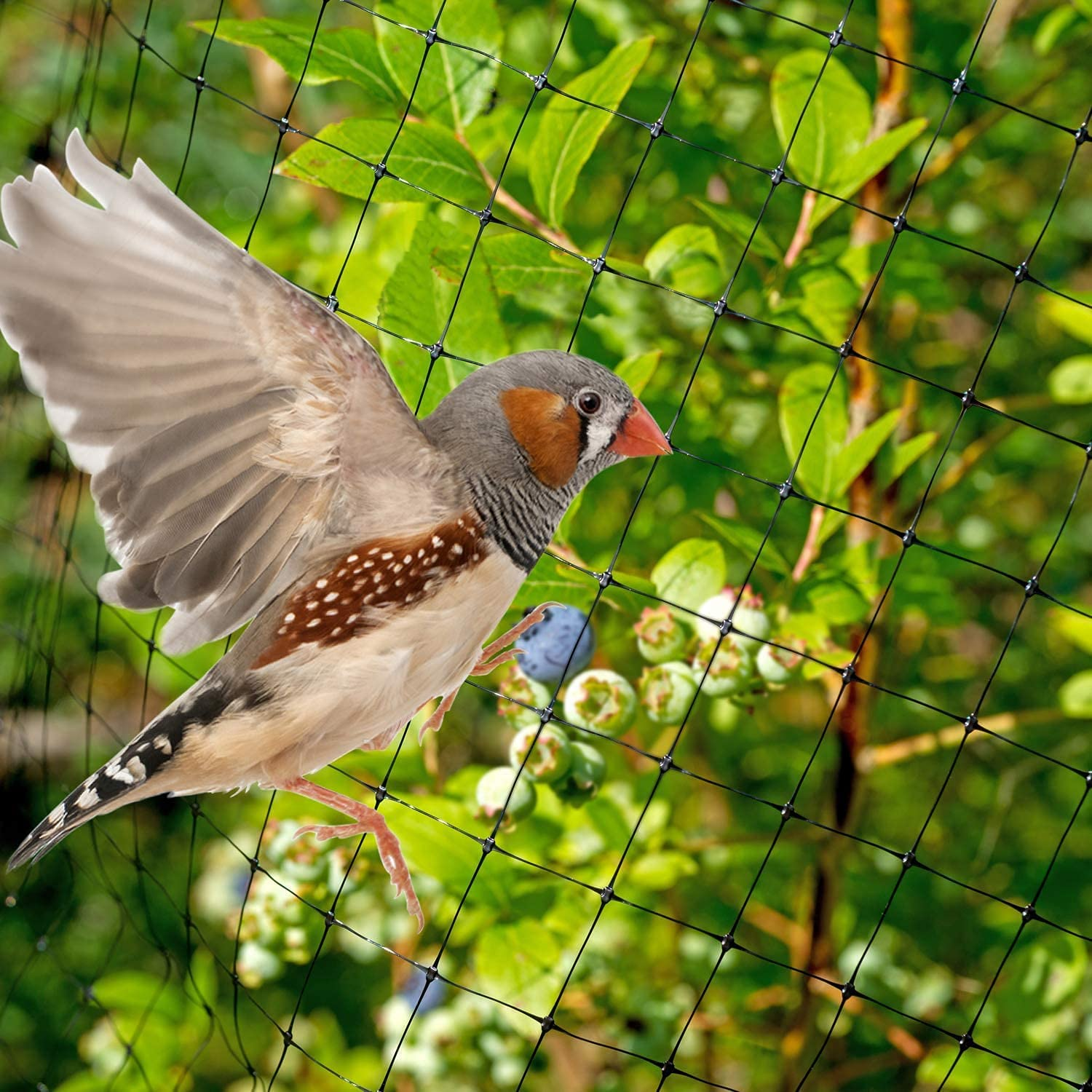 Skycabin 1Mx 10M Heavy Duty Black Garden Bird Netting anti Bird Protection Net,Reusable Deer and Animal Fence Netting, Chicken Netting for Fruit Trees,Flowers,Plant,Vegetables Crop Strawberry