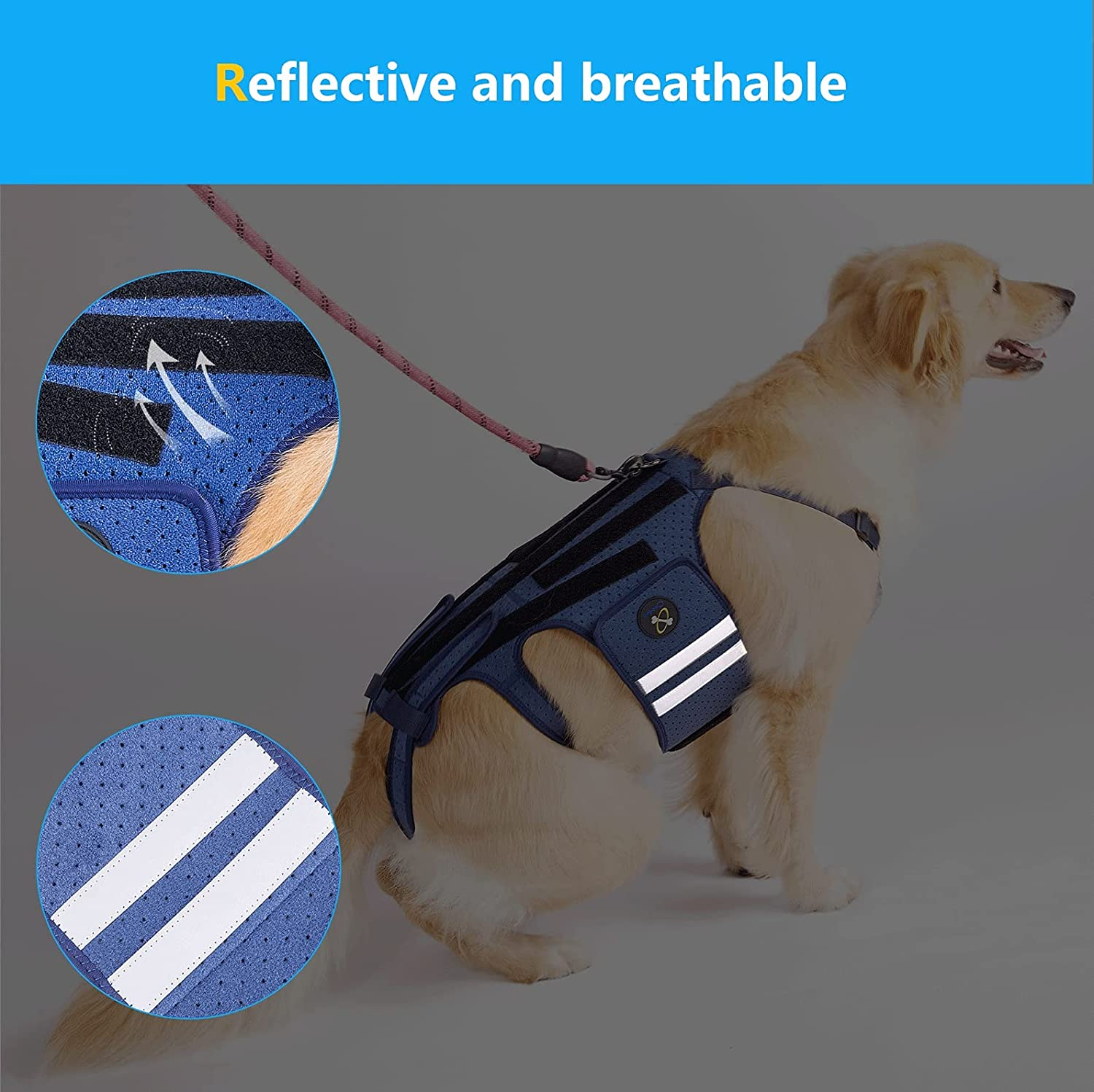 Coodeo Dog Back Brace for Dogs Arthritis, Pet Back Bracer for IVDD, Back Protector Helps Pain Relief, Surgical Recovery and Rehabilitation, Dogs Back Disease Prevention. (Blue,Xx-Large) image number 3