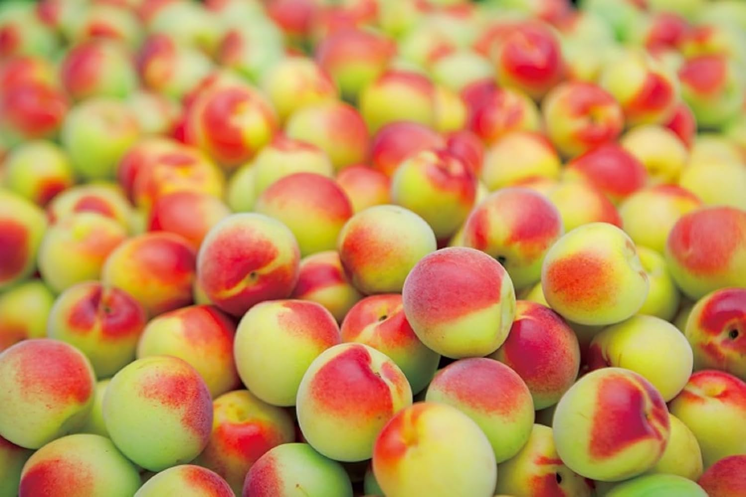 Choya Umeshu Koi Torori 1800Ml image number 4