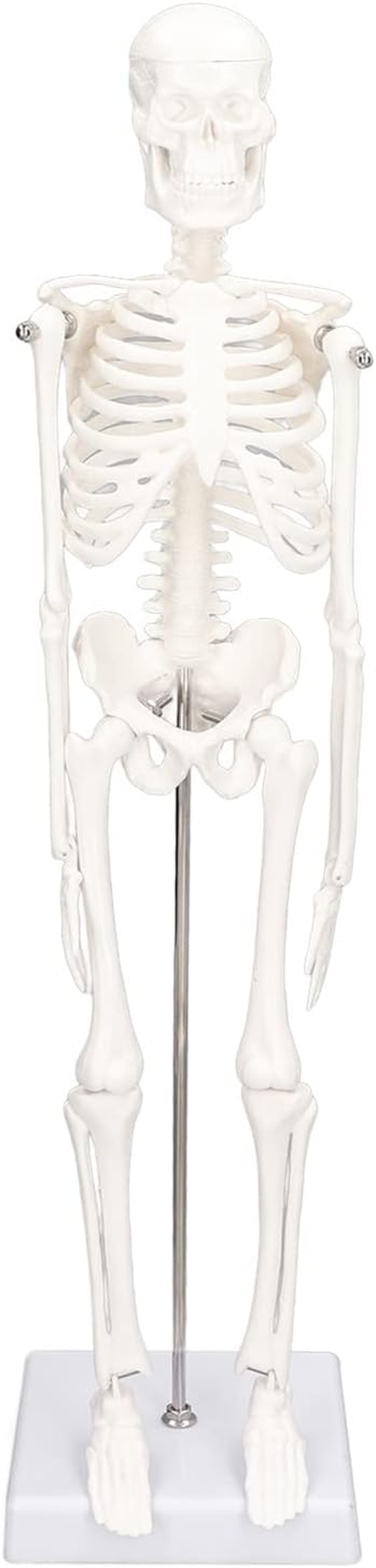 Lifelike Human Skeleton Model, 17.71In Movable Joints Detachable Mini Human Skeleton Model Human Bone Structure with Metal Stand for Halloween Decoration Classroom Artists Science Lab image number 1