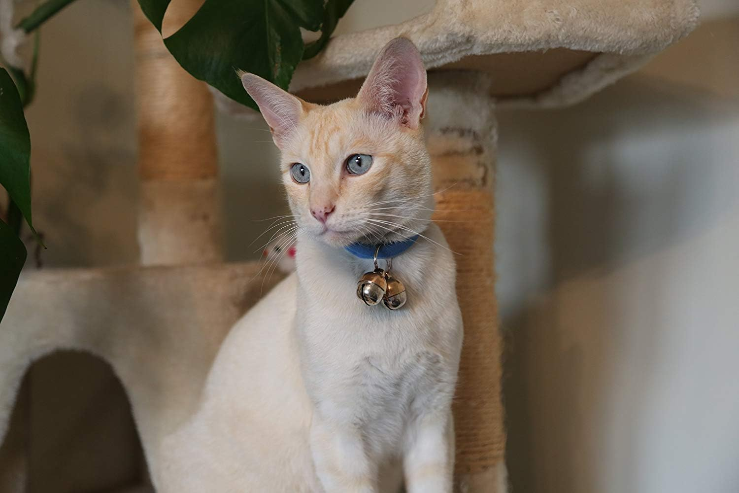 2 Extra Loud Cat & Dog Bells save Birds & Wildlife Luxury Handmade Copper (Medium) image number 2