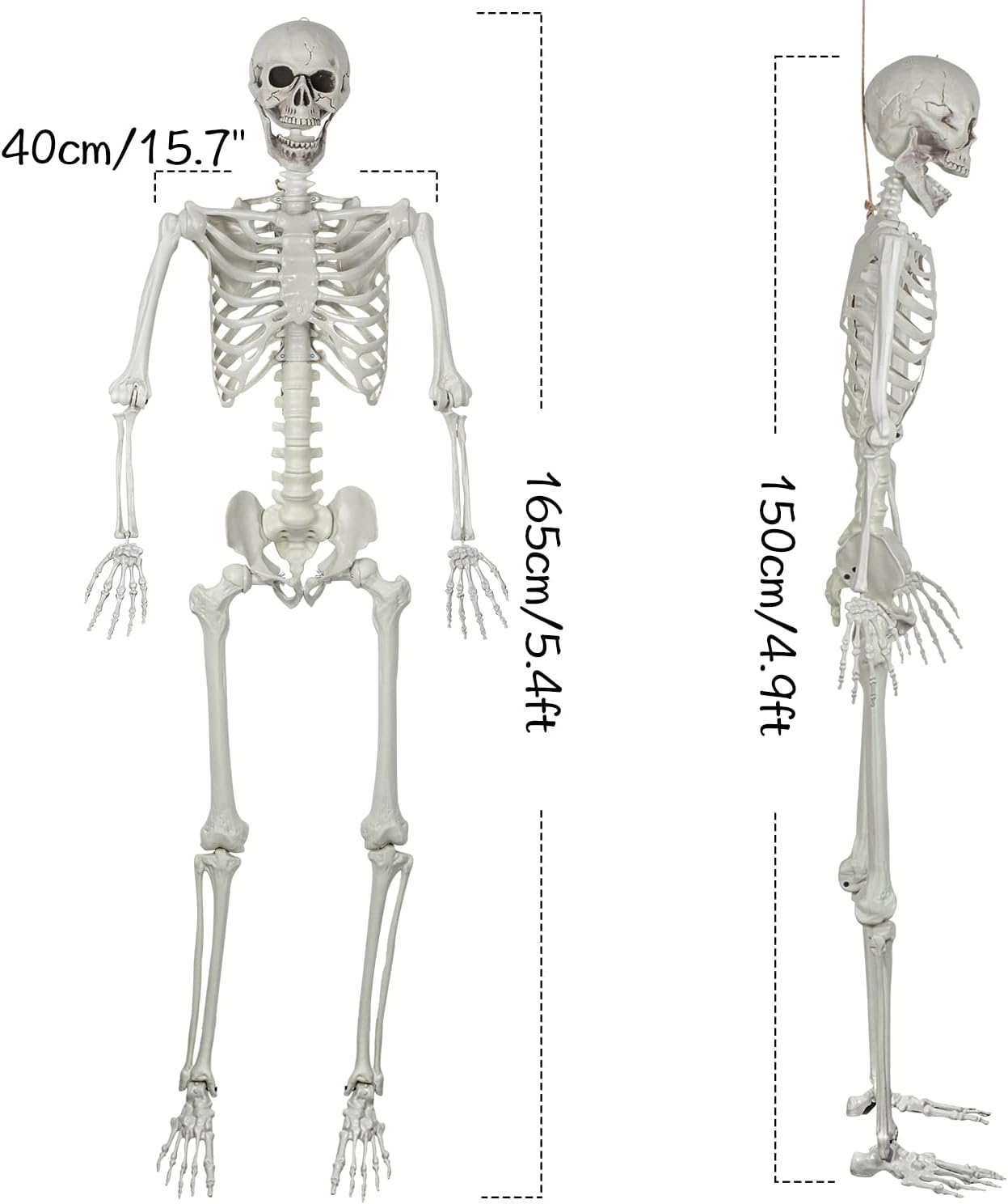 5.4Ft Halloween Posable Skeleton Realistic Life Size Human Skeleton Bones with Movable Joints for Halloween Haunted House Indoor Outdoor D&eacute;cor (1PC) image number 1