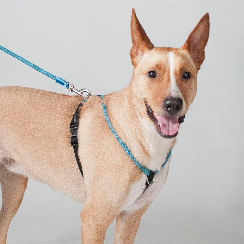 Asobolabo High Five Dogs Rope Walker Harness Blue XXS Size image number 2