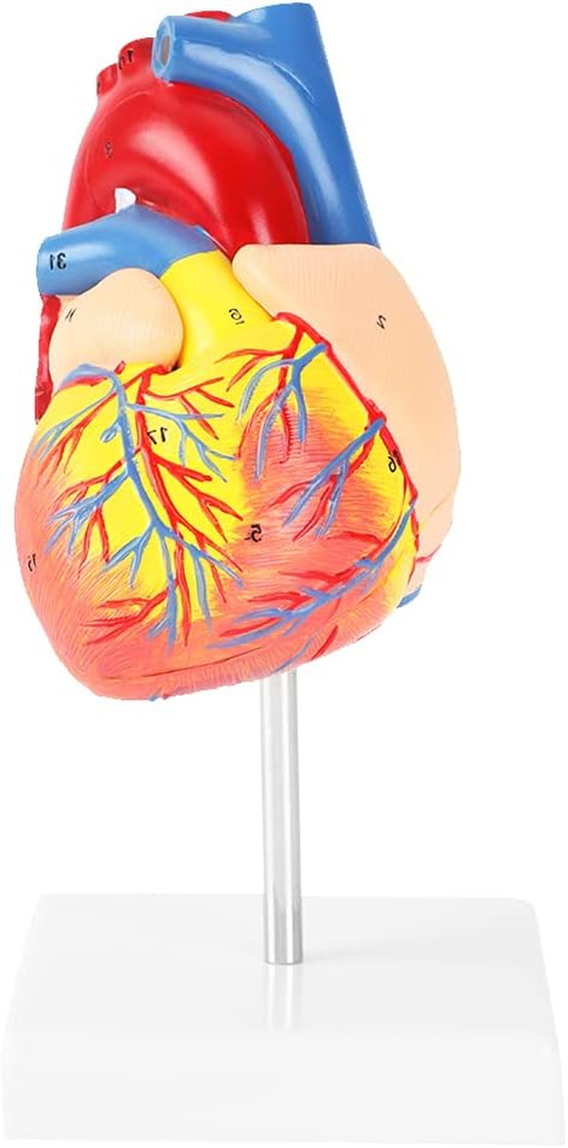 Heart Model, 491G with Base Life Size Anatomical Heart Model, Anatomical Study for Education image number 1