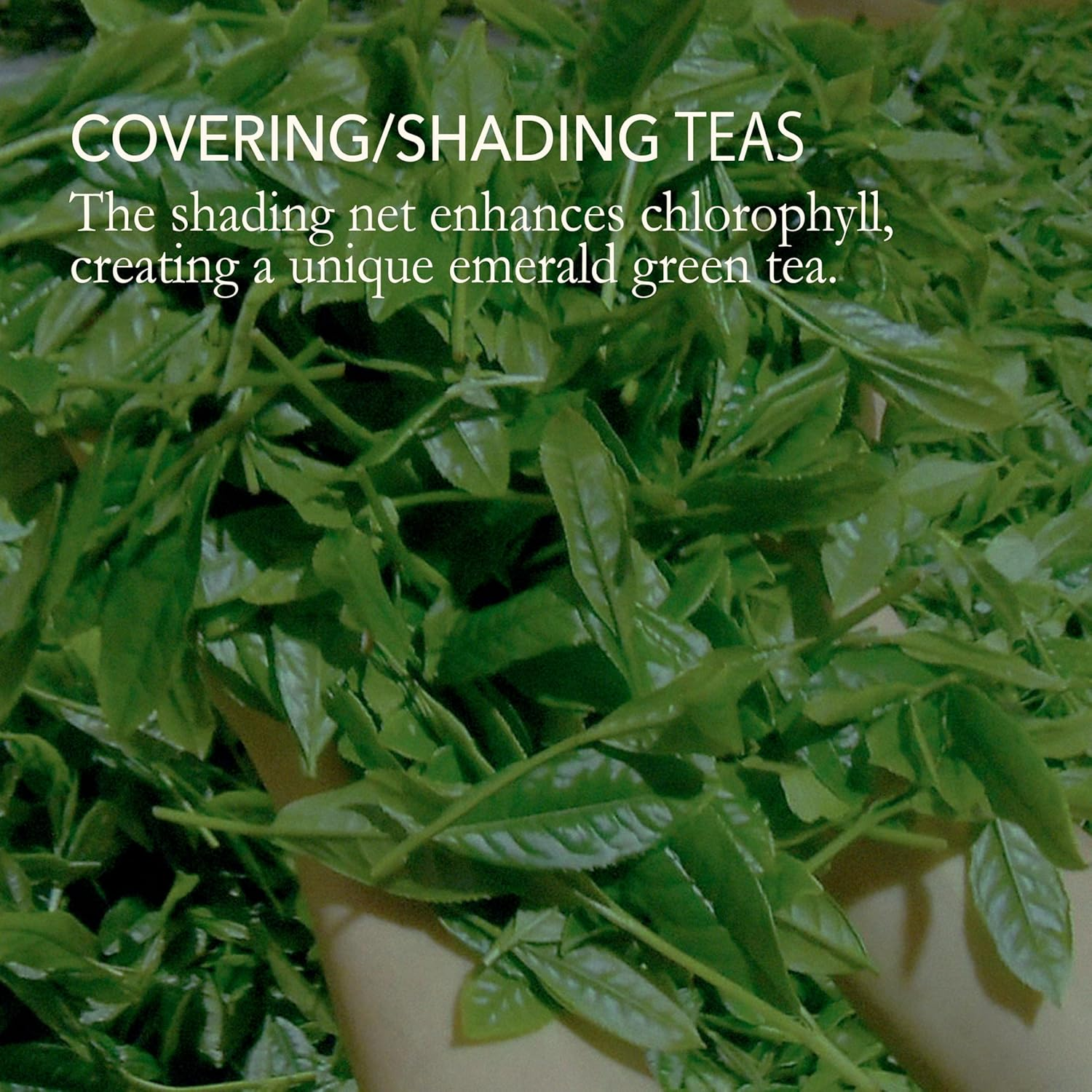 Gyokuro Green Tea &ndash; Japanese Green Tea Loose Leaf &ndash; Yabukita High Caffeine Tea &ndash; Rich Green Tea Loose Leaf &ndash; Vegan and All-Natural Japanese Green Tea &ndash; 3.5Oz 100G image number 5