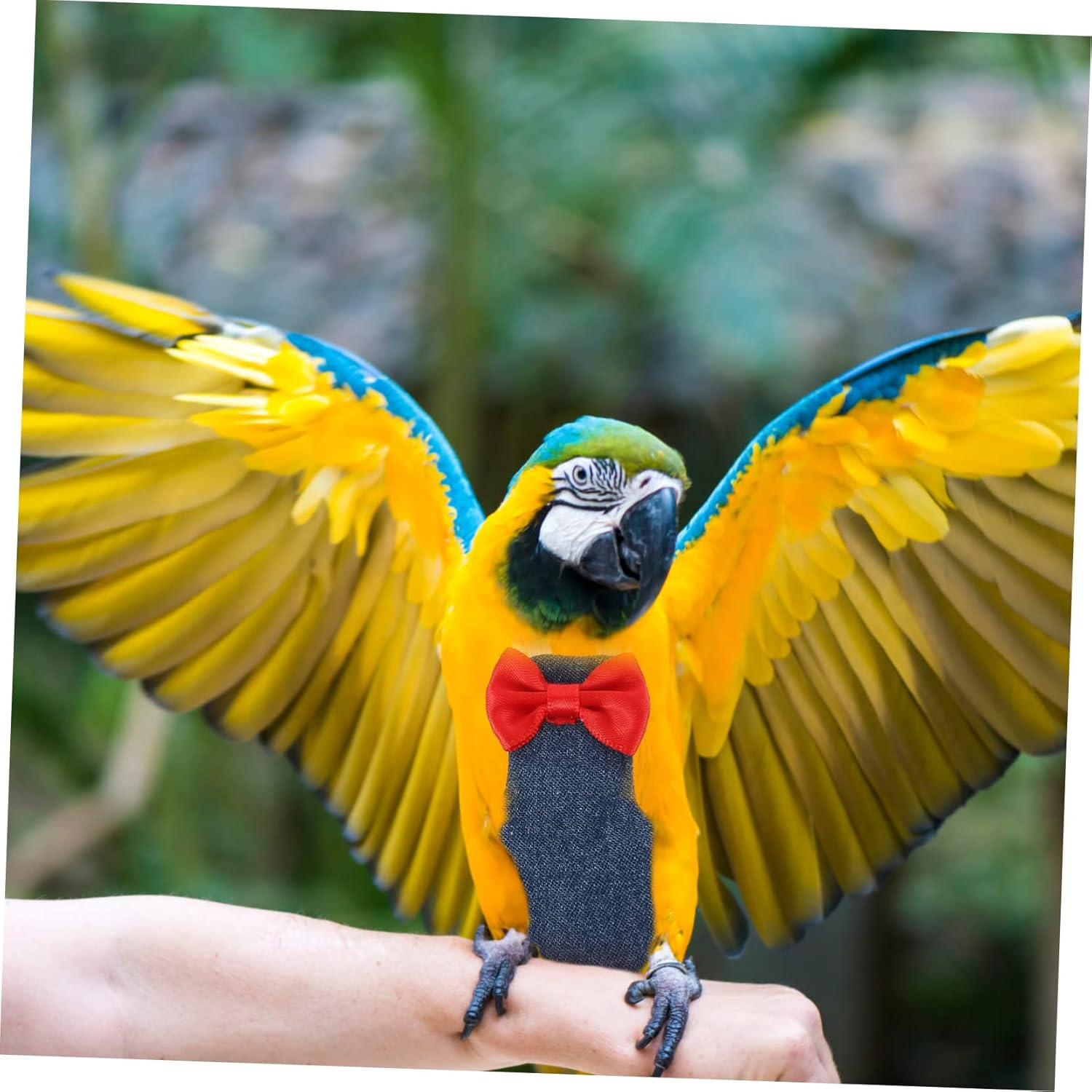 BESPORTBLE 4Pcs Bird Diaper for Parrot and Parakeets Reusable Flight Suit Clothes Protective Liner for Small Birds