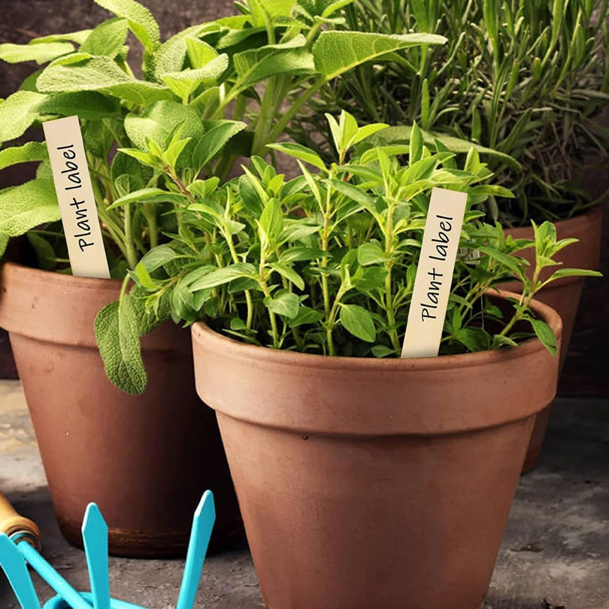 30Pcs Wooden Plant Labels Garden Markers for Vegetable and Flower Beds 2X15Cm Linden Wood Reusable Name Tags for Bonsai and Gardening Supplies image number 5