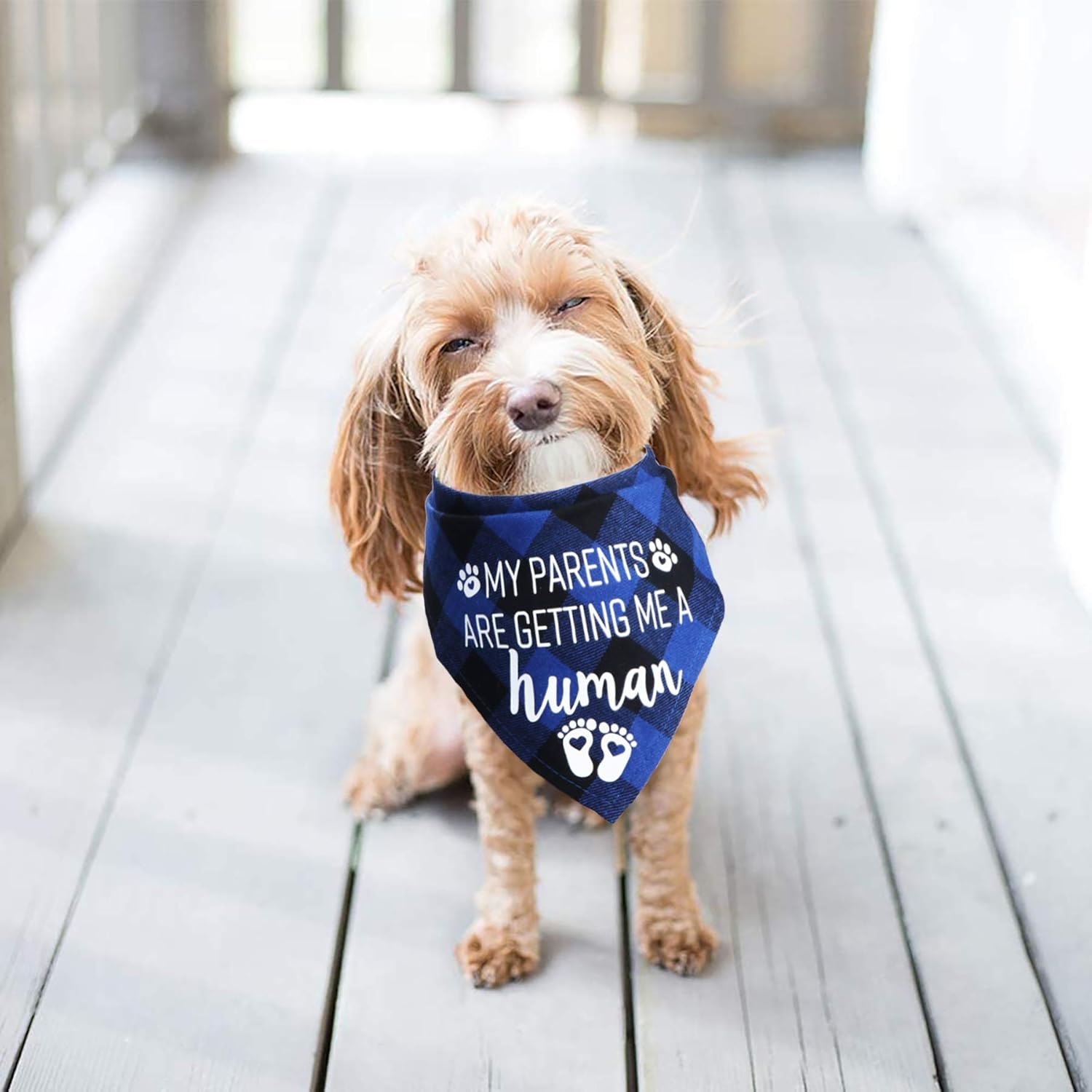 STMK Pregnancy Announcement Plaid Dog Bandana, Baby Announcement Dog Bandana, Gender Reveal Photo Prop for Dog Puppy (Blue, 24" X 16.8") image number 1