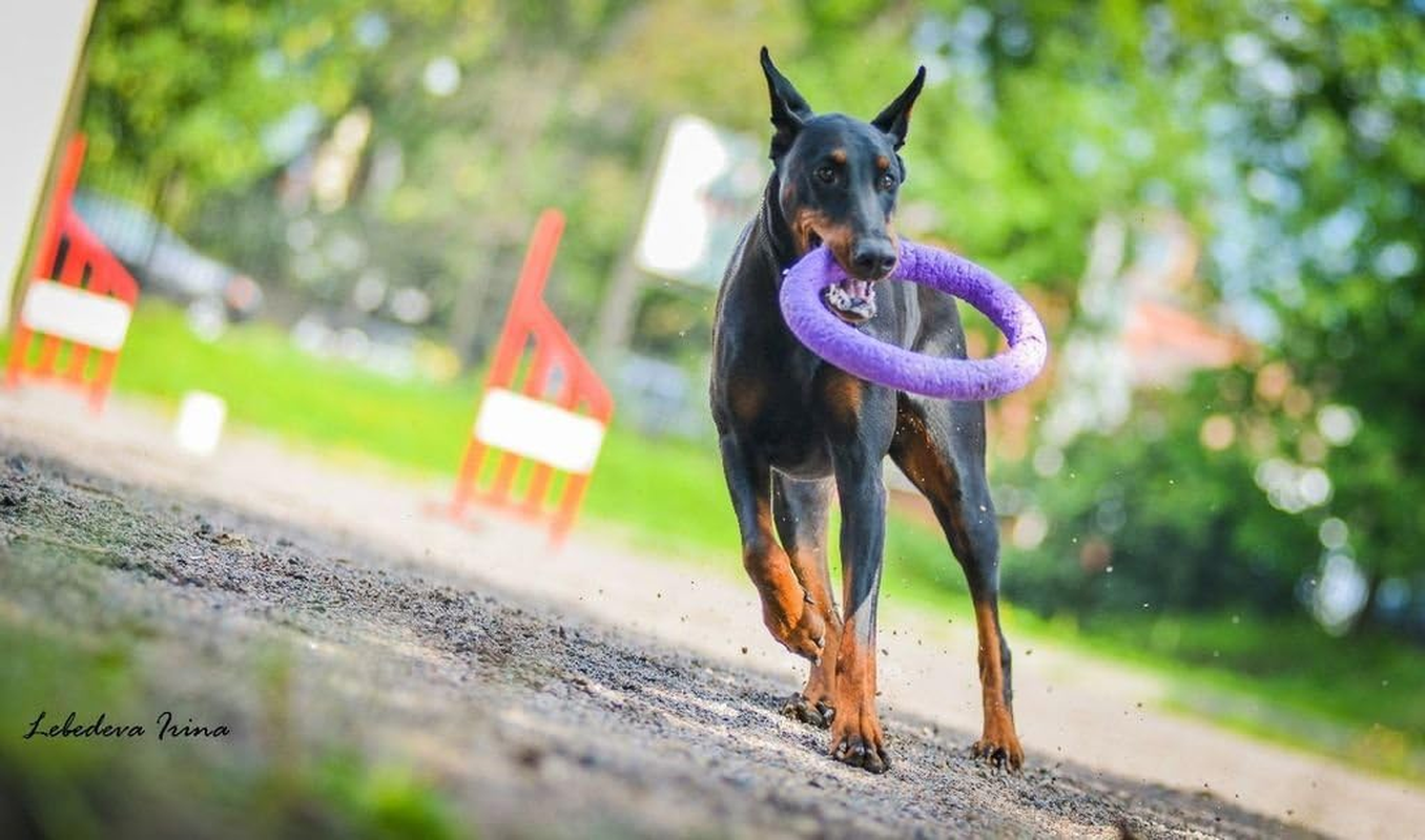 Puller Standard Two Rings Not Just Toy for Dogs Active Toy for Dogs Fitness Toys for Dogs Ideal for Medium and Large Breeds Dog image number 6