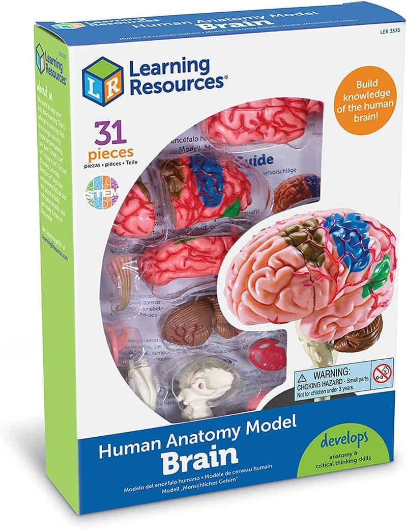 Learning Resources Brain Model image number 4