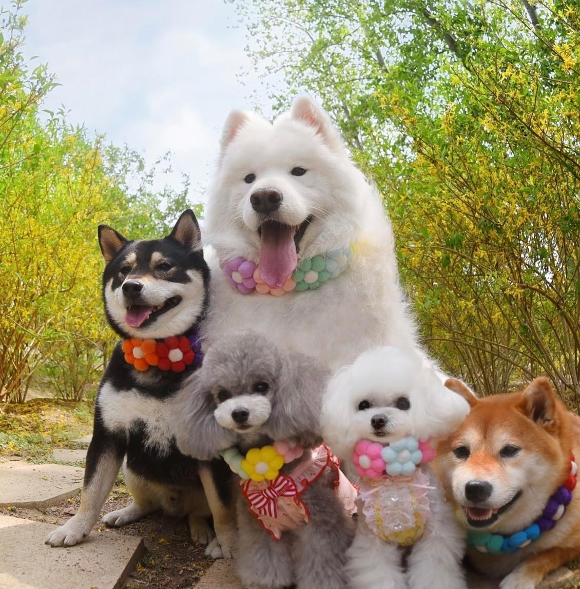 6 Color Matching Dog Collars Adjustable Pet Rainbow Flower Collar Accessories Suitable for Small Medium Large Dog Holiday Decoration Ideal (Multiple Colors, L) image number 2