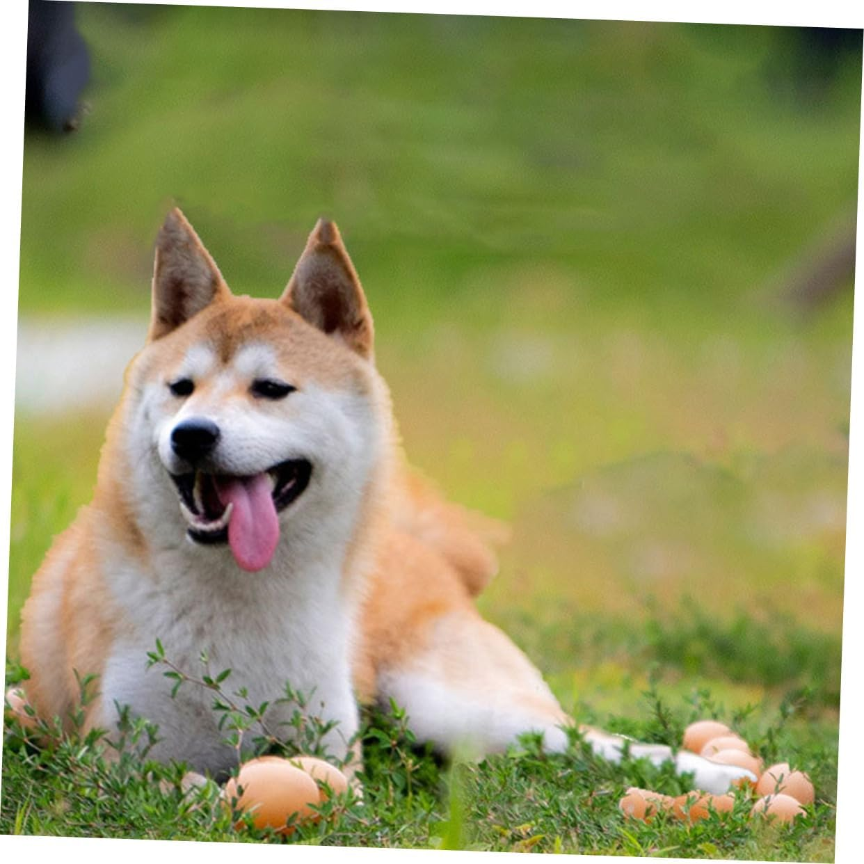 12Pcs Interactive Dog Egg Toys Bite-Resistant Wear-Resistant Puppy Toys for Pets Durable Dog Supplies for Play and Training image number 3