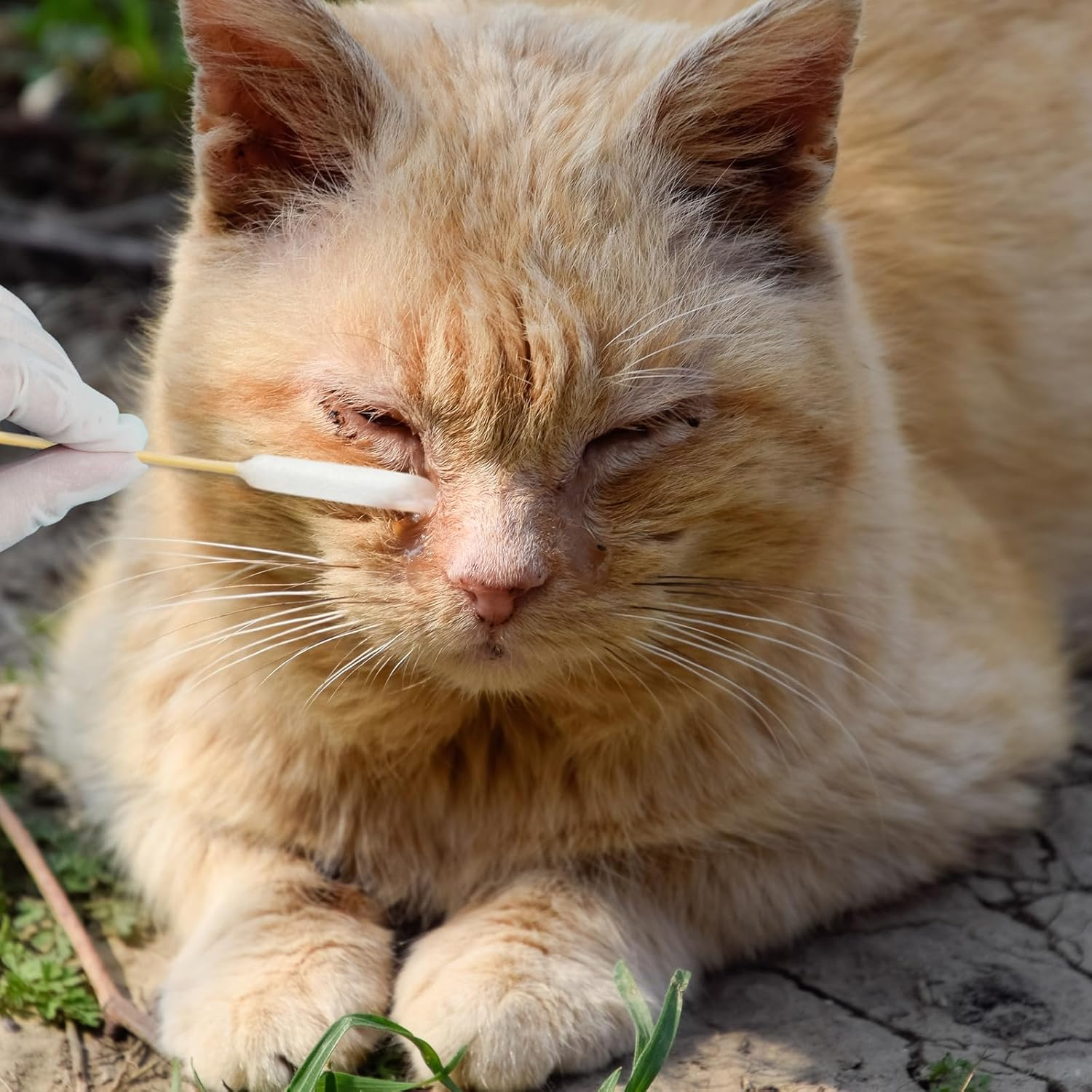 Egaageoi Cotton Swabs for Dogs Ears - 100 Pcs 6-Inch Bamboo Long Cotton Swabs - Gentle and Effective Pet Cleaning, Grooming, and First Aid image number 5