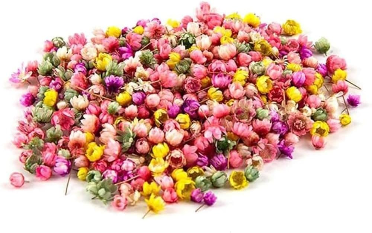 Poemtian Natural Dried Flowers Real Dried Flowers Little Star Flower Pressed Daisy Flowers for DIY Crafts Resin Candle Casting Jewelry Decorations Nail Art Decor (Color) - Pink image number 2