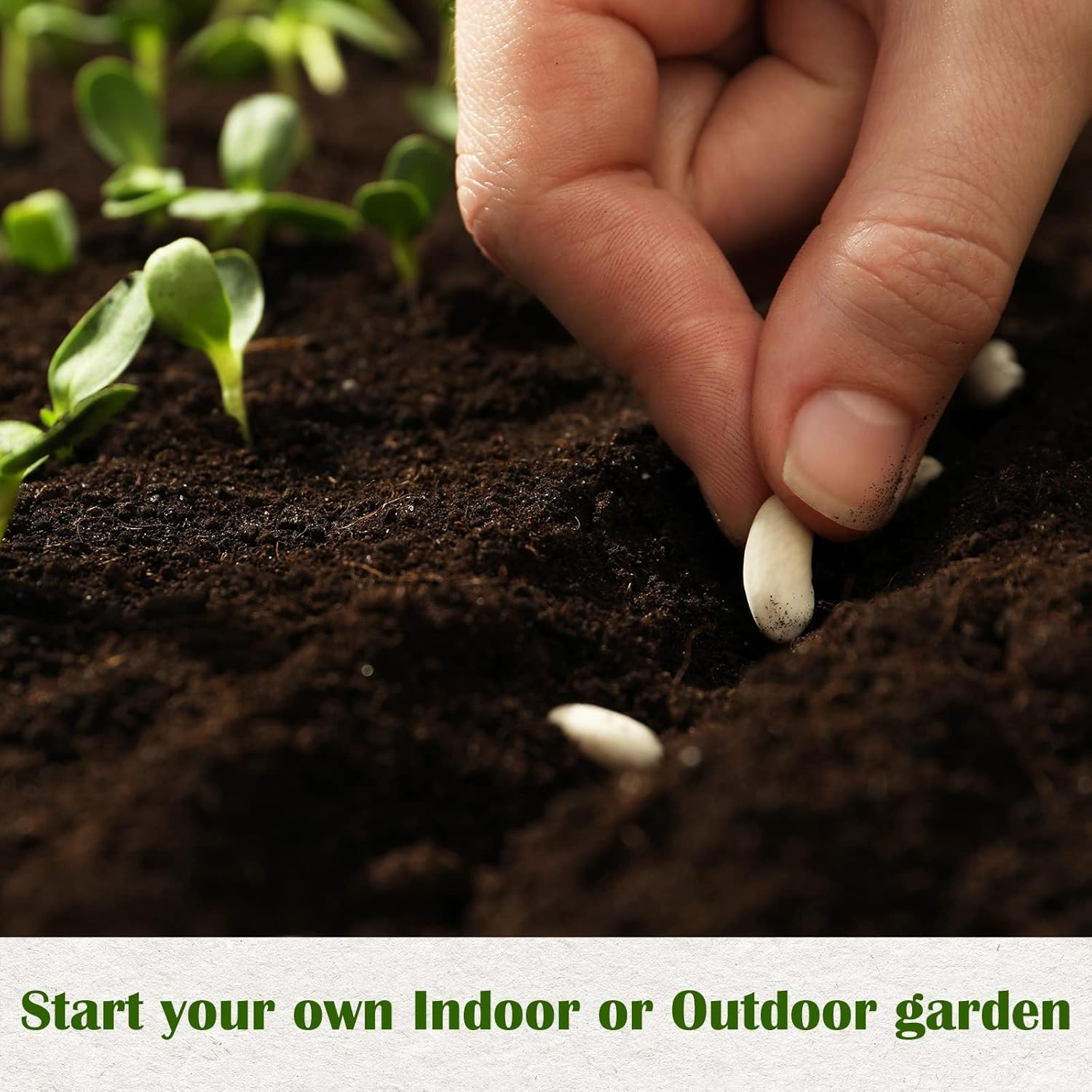 Meekear 10 Kit Non-Gmo Growing into Thyme, Lavender, Chamomile, Dill, Chives, Cilantro, Rosemary, Basil, Parsley, Sage Indoor/Outdoor for Kitchen Windowsill Gardening Gift, 10H04 image number 6