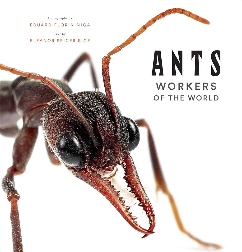 Ants:Workers of the World image number 6