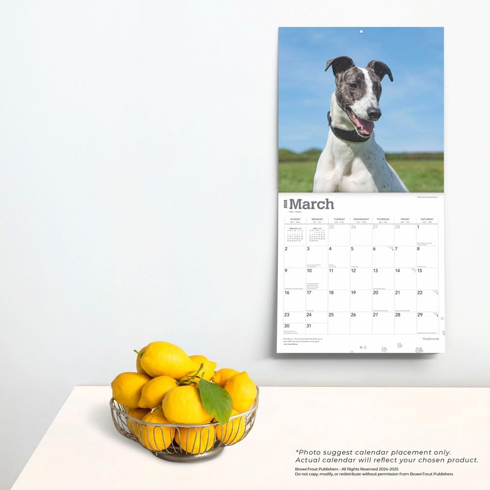 Greyhounds | 2025 12 X 24 Inch Monthly Square Wall Calendar | Plastic-Free | Browntrout | Animals Dog Breeds image number 5