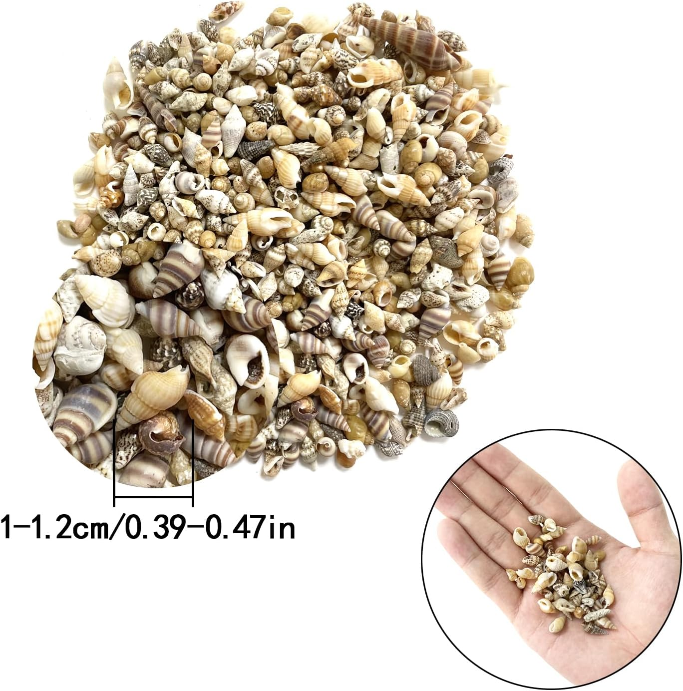 BEZANU Sea Shells, 500 PCS Mixed Spiral Seashells for Art Craft, Vase Filler, Home Decor, Fish Tank Accessories, Wedding Decor (Bulk) image number 5