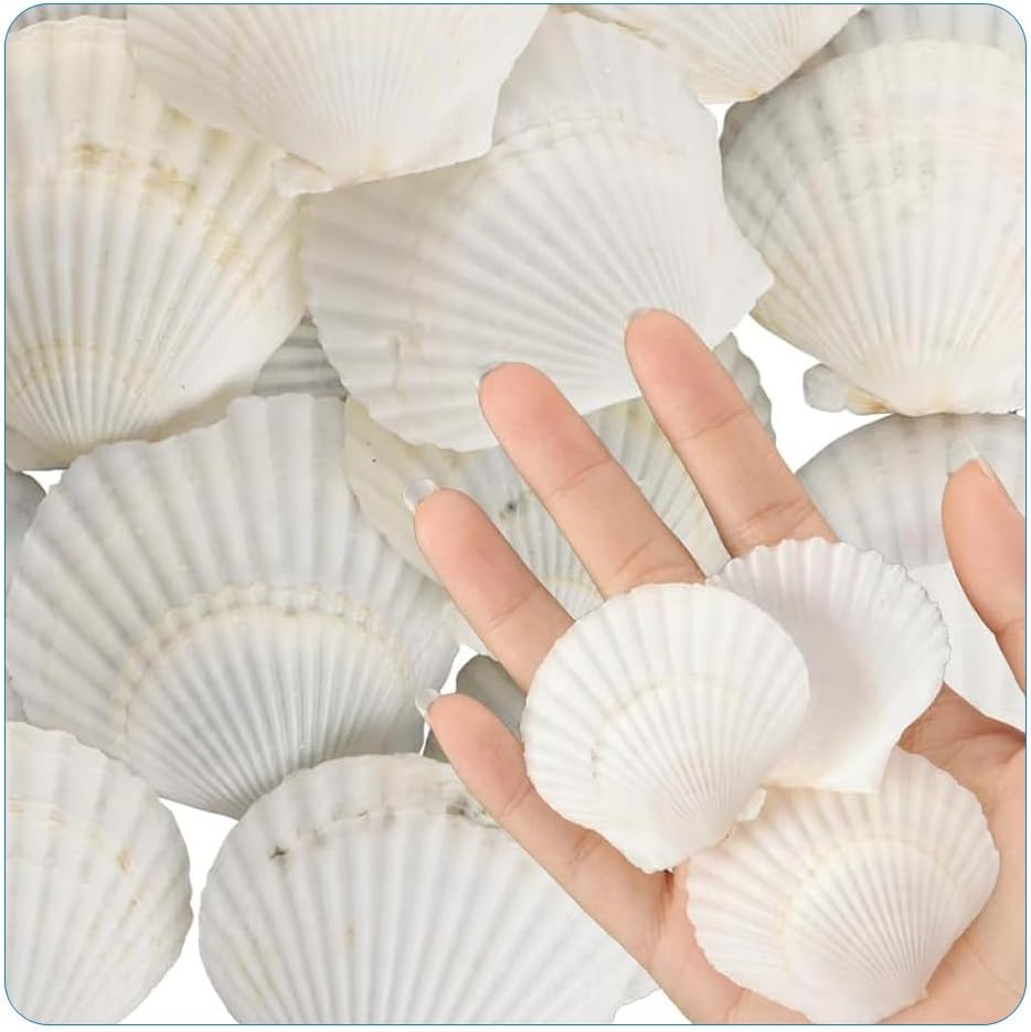 40Pcs Natural Scallop White Small Sea Shells for Real Seashells Shell Bulk Crafts Crafting for Ocean Party Home Decor Beach (White) image number 1