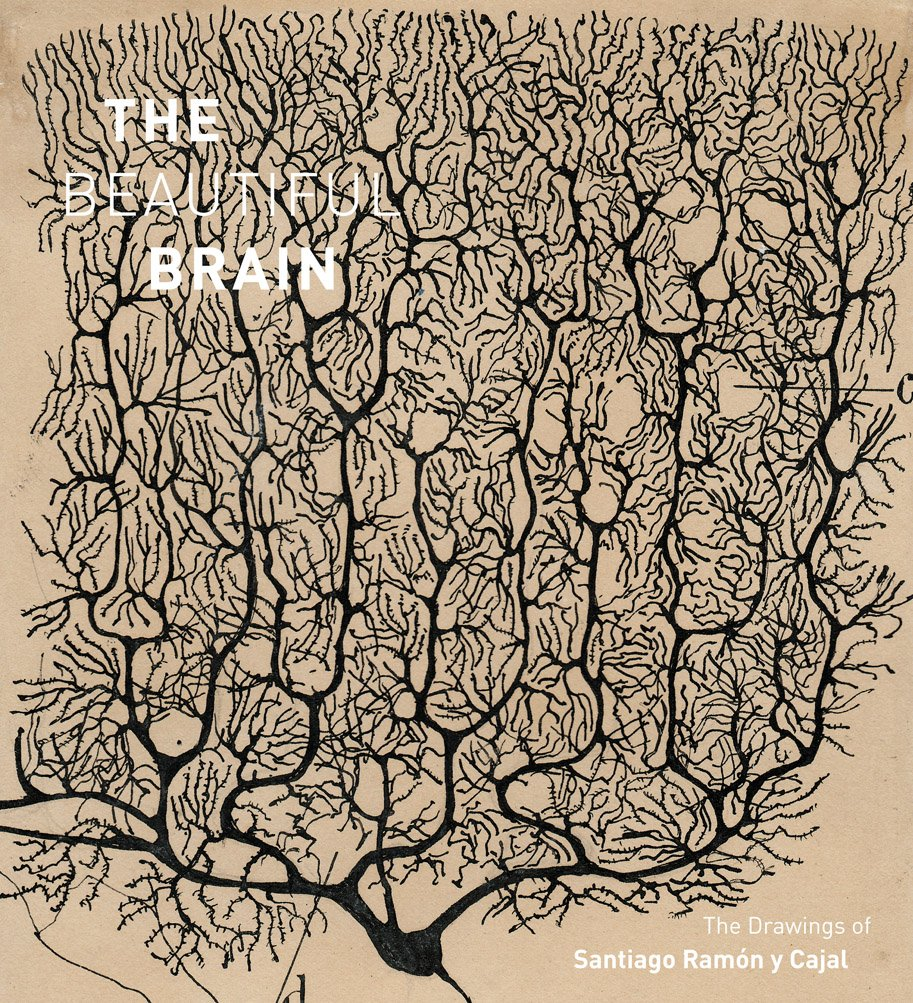 The Beautiful Brain:The Drawings of Santiago Ramon Y Cajal image number 2
