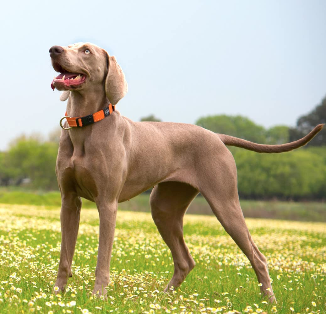 Rogz Classic Reflective Dog Collar Pink Extra Small