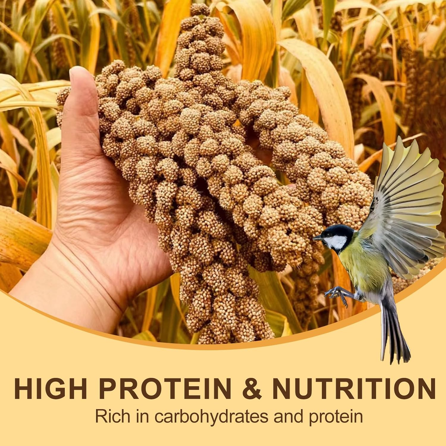 Millet Treat for Birds, Natural Sun-Dried with Stems and Edible Tops for Parakeet, Cockatiel, Budgie, Finches, Parrots, Hamster, Bird Treat image number 2