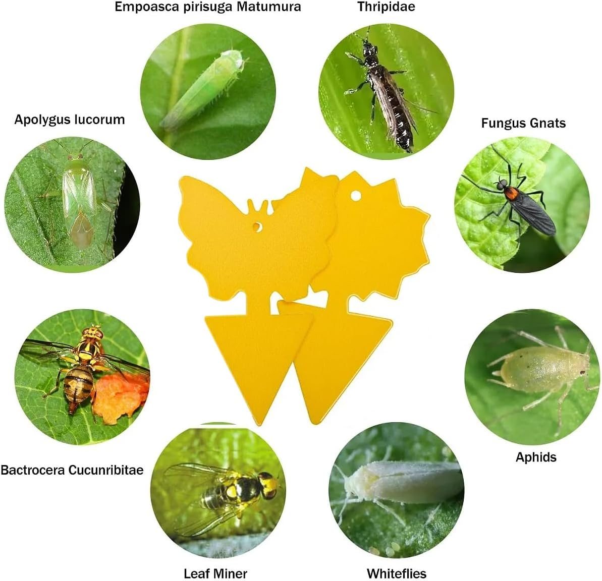 Fruit Fly Traps Fungus Gnat Traps, Dual-Sided Fungus Gnat Sticky Traps 42 Pack Non-Toxic and Odorless Gnat Killer for Indoor Outdoor House Kitchen Plants Whitefly Mosquitos Latex Resistance Band image number 3