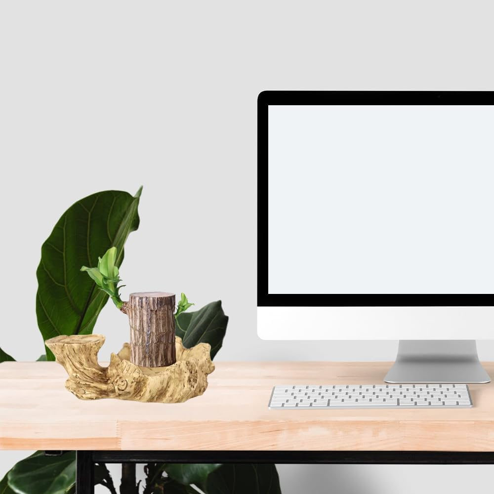 Brazilian Wood Hydroponic Plant Tray, Resin Flowerpot, Indoor Air Purifying, Tabletop Decoration image number 6