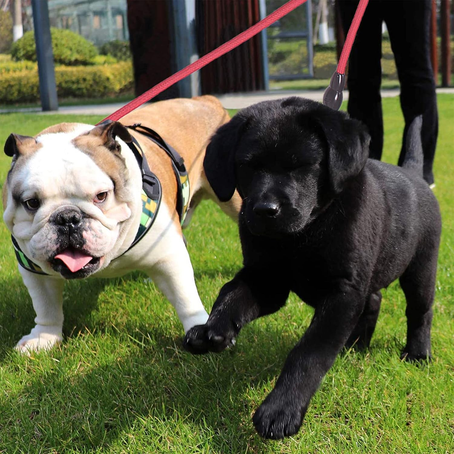 Dog Double Leads Nylon Dog Lead Splitter No Tangle Dual Leash Coupler Lead Two Dogs 1 Pcs (80 Cm + 70 Cm) No Tangle 360&deg; Swivel Rotation Dual Strong Lead for 2 Dogs for Dag Walking and Training image number 3