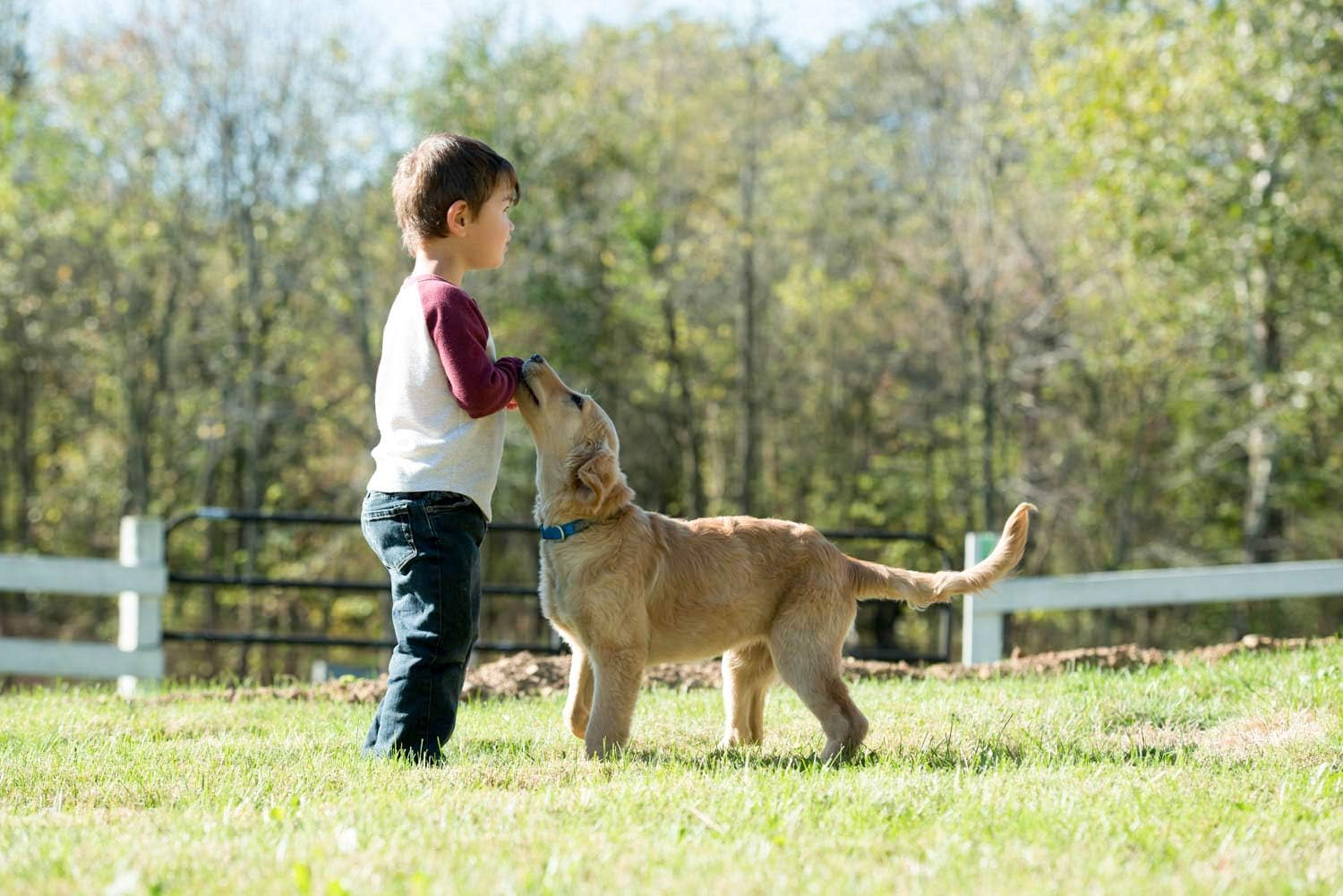 Terrain D.O.G. Weaver Leather Brahma Webb Collar image number 1