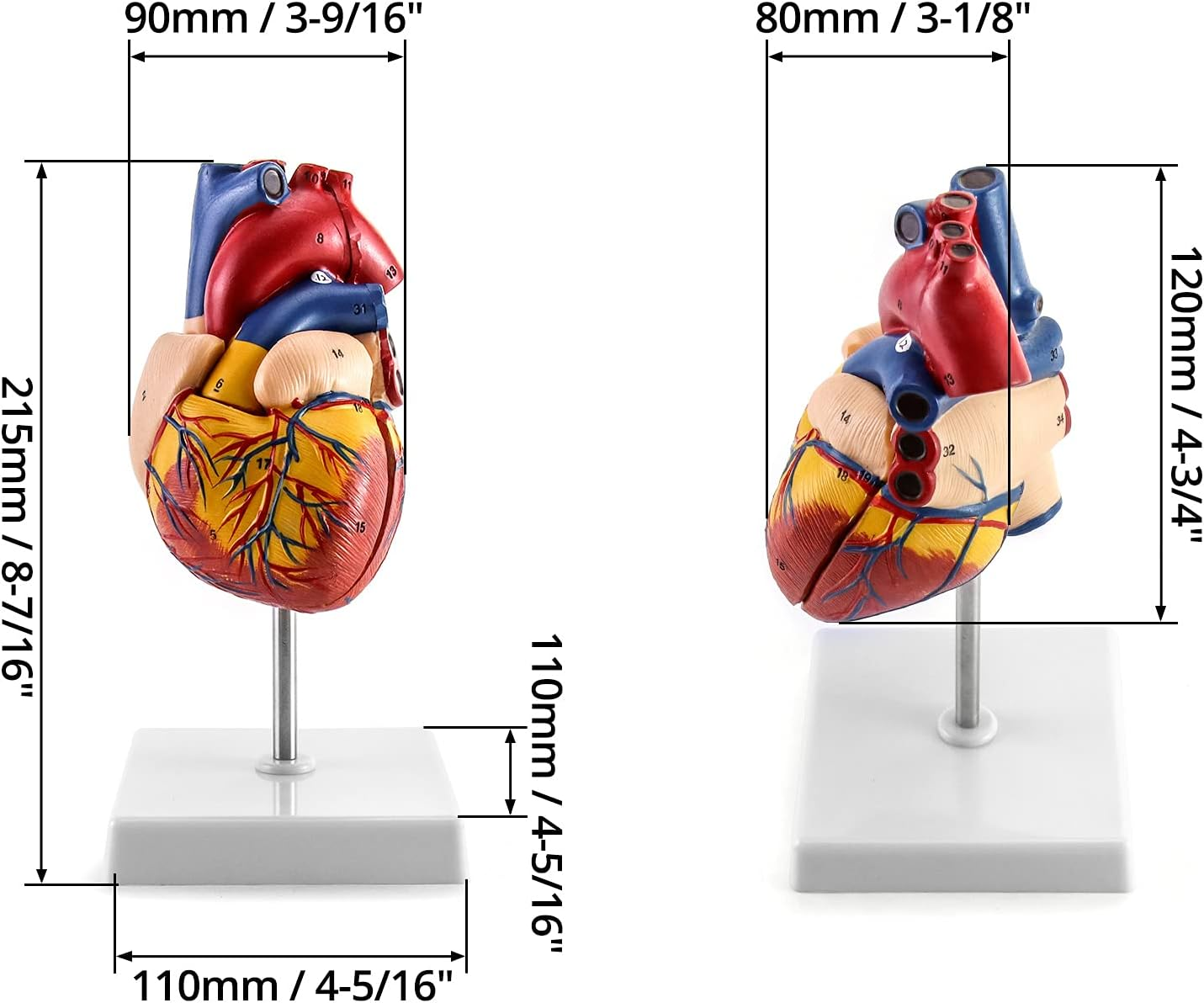 QWORK Human Heart Model, Anatomically Accurate Numbered 2-Part Life Size Heart Medical Model with 34 Anatomical Structures, Held Together with Magnets on Base image number 5