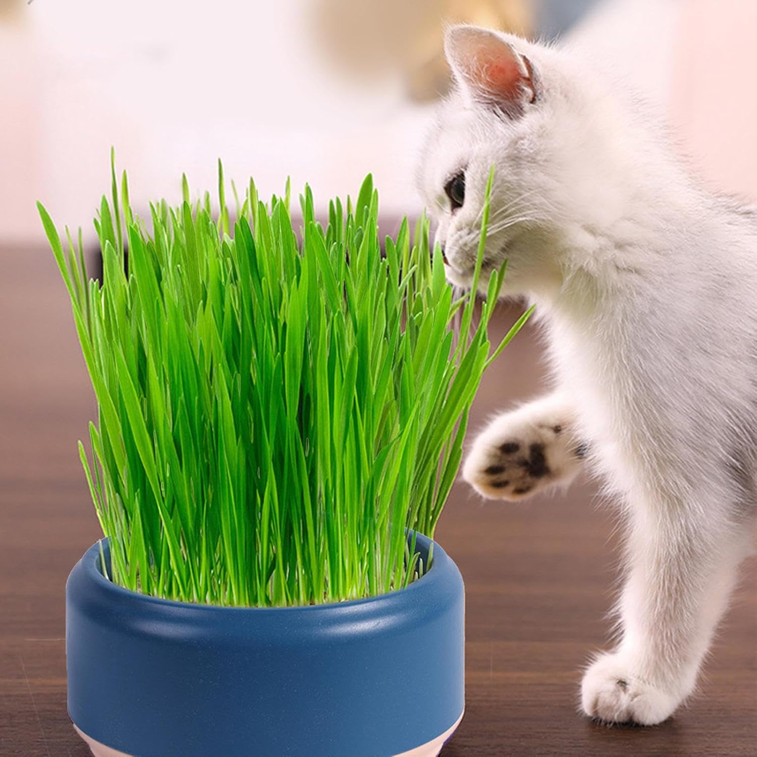 Cat Grass Growing Kit- Cat Grass Planter Tray-Organic Cat Grass Growing Kit for Indoor Cats Pet Hydroponic Cat Grass Growing Planter - Cat Grass for Indoor Cats Pet Accessories image number 5