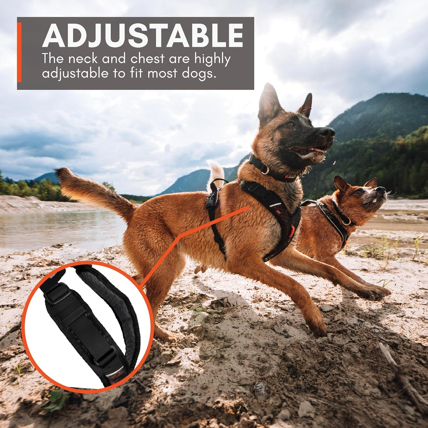 Non-Stop Dogwear Rock Harness Adjustable Dog Harness for Small Dogs with 3 Leash Clips, Handle and Reflective, Black/Orange, Size S image number 1