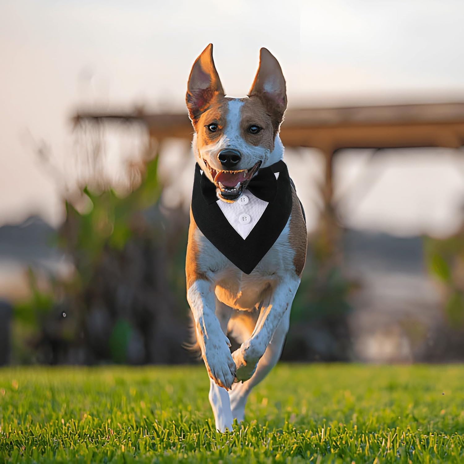 Dog Tuxedo Wedding Bandana Collar with Bow Tie Adjustable Dog Tuxedo Suit Formal Dog Costumes Pet Party Tux for Small Medium Large Dogs Pets(M) image number 6