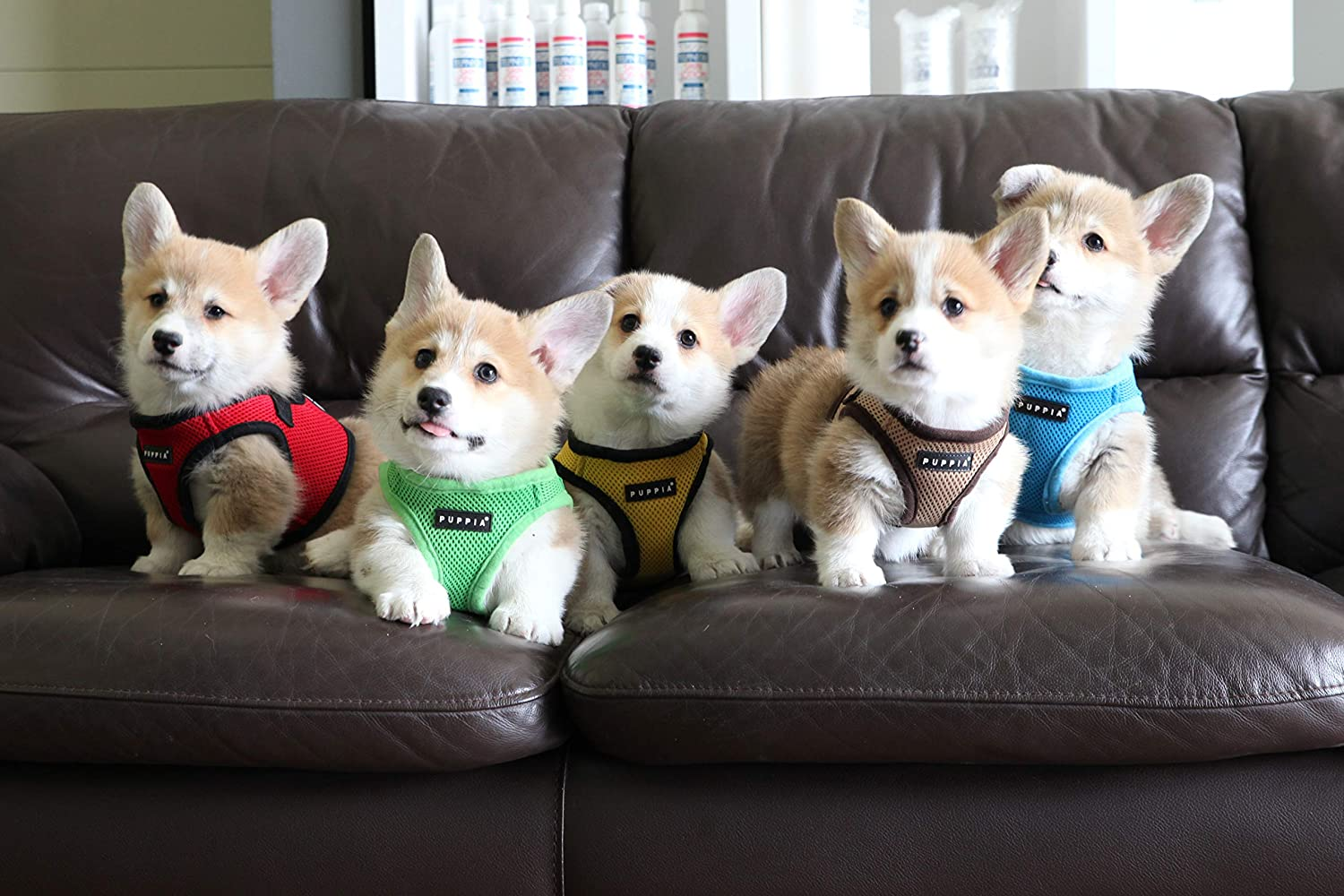 Puppia Soft Mesh Dog Vest Black Medium image number 3