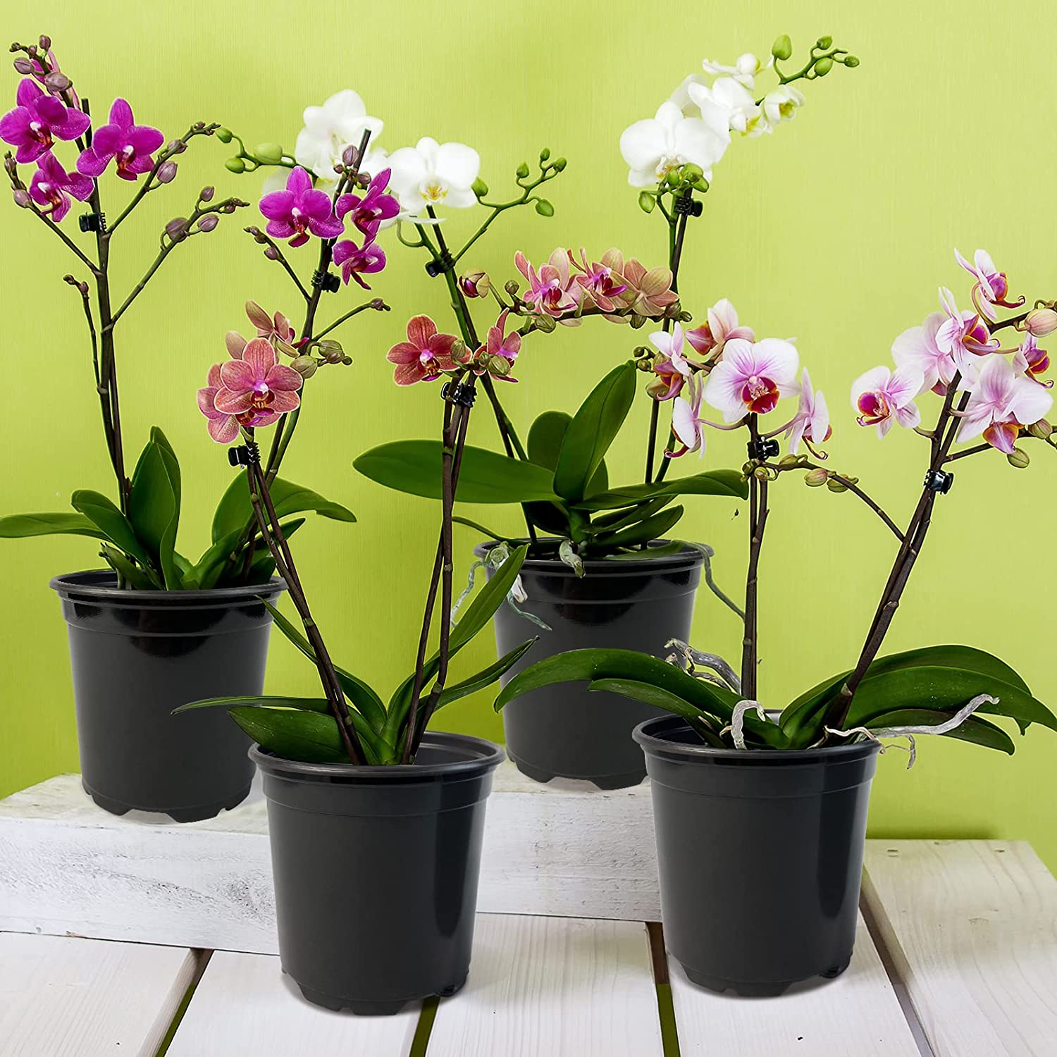 RAOOKIF 4 5 6 Inch Plants Nursery Pots, 100Pcs Plastic Seed Starting Pots for Plants, Flower Plant Container for Transplanting, Succulents, Cuttings, Seedlings(4Inch,100Pcs)